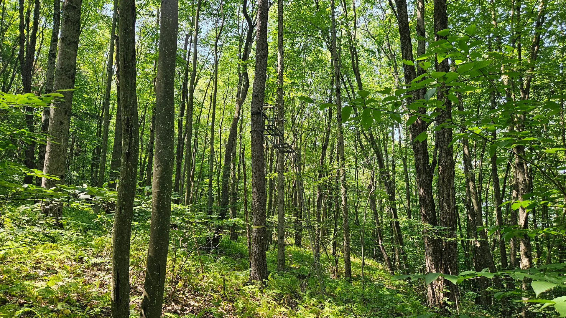 Property at Steam Valley Road, Olean, NY 14760 11