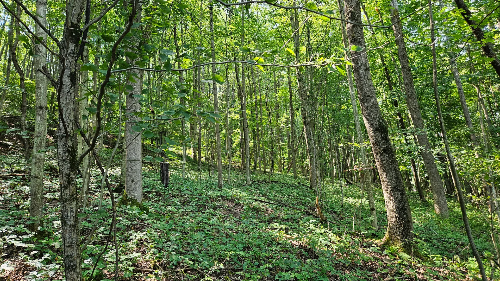 Property at Steam Valley Road, Olean, NY 14760 16