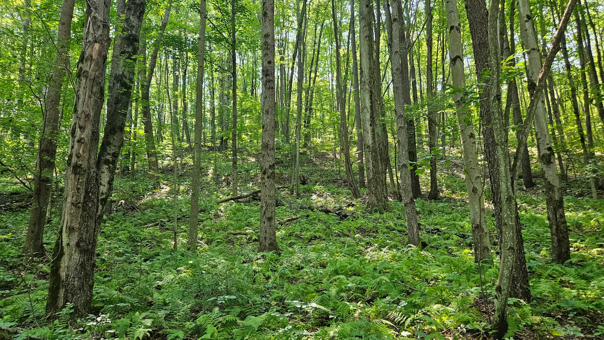 Property at Steam Valley Road, Olean, NY 14760 8
