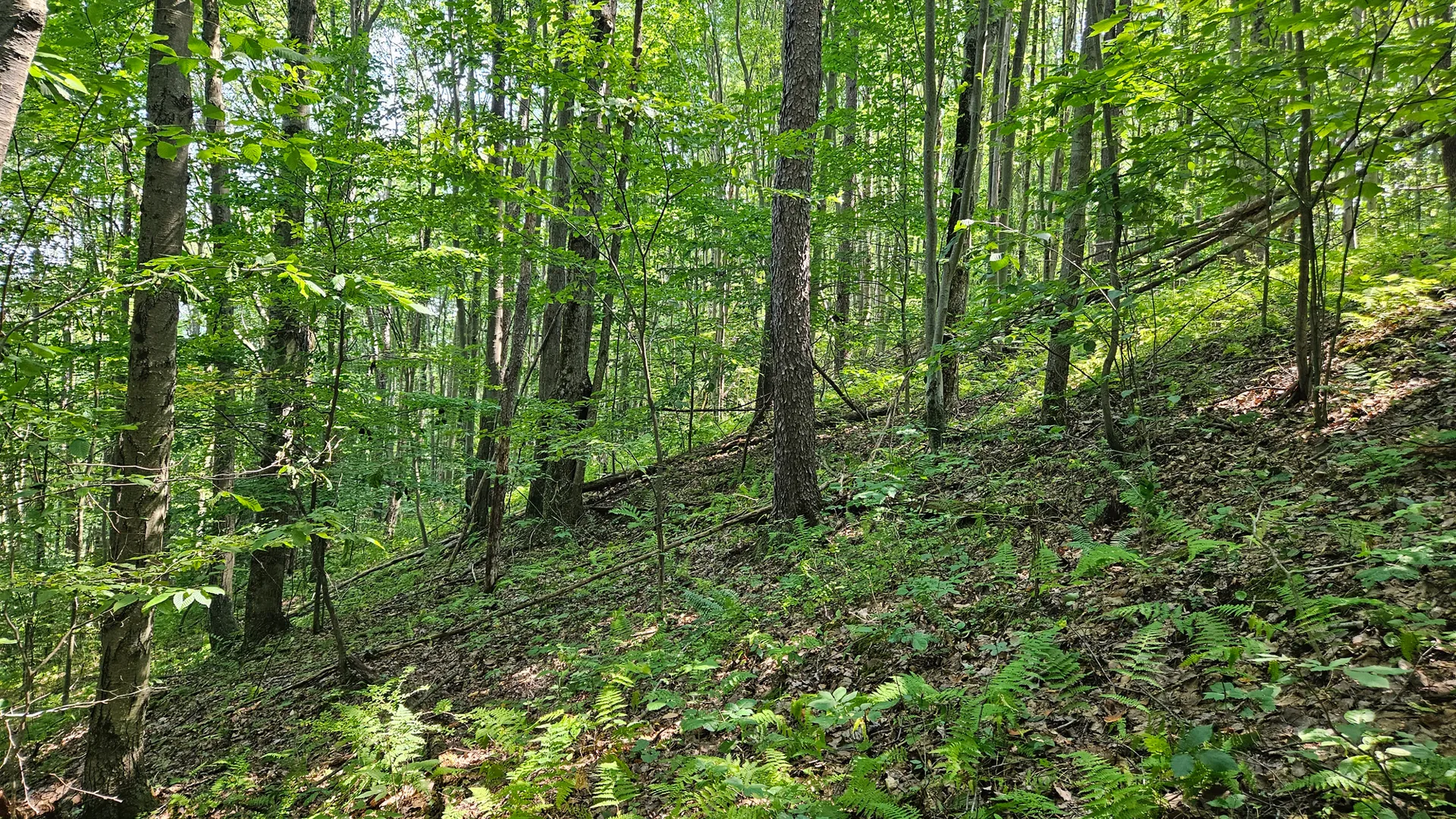 Property at Steam Valley Road, Olean, NY 14760 9