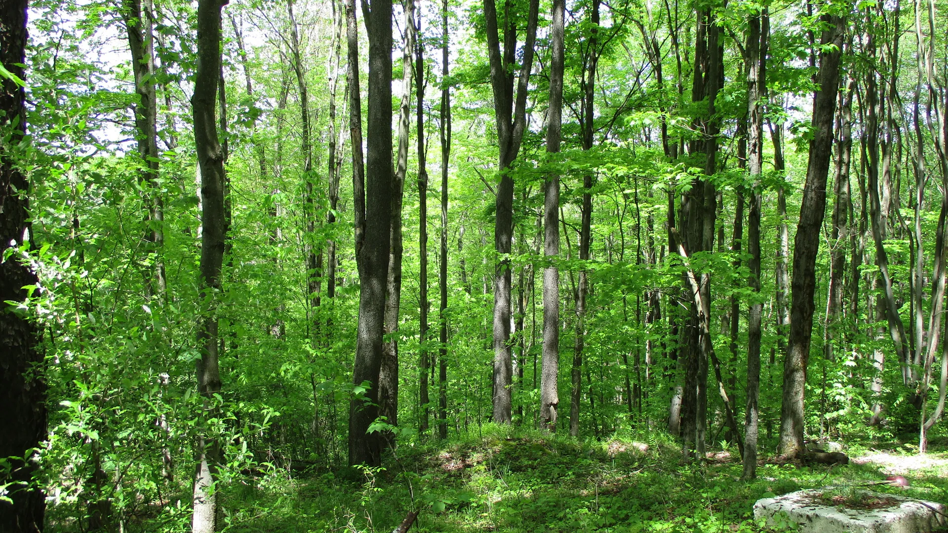 Property at Union Valley Road, Hinsdale, NY 14743 17