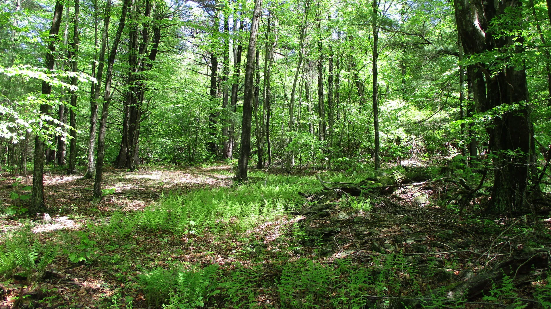 Property at Union Valley Road, Hinsdale, NY 14743 19