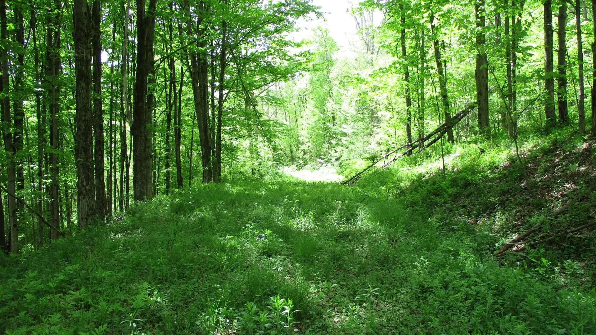 Property at Union Valley Road, Hinsdale, NY 14743 23