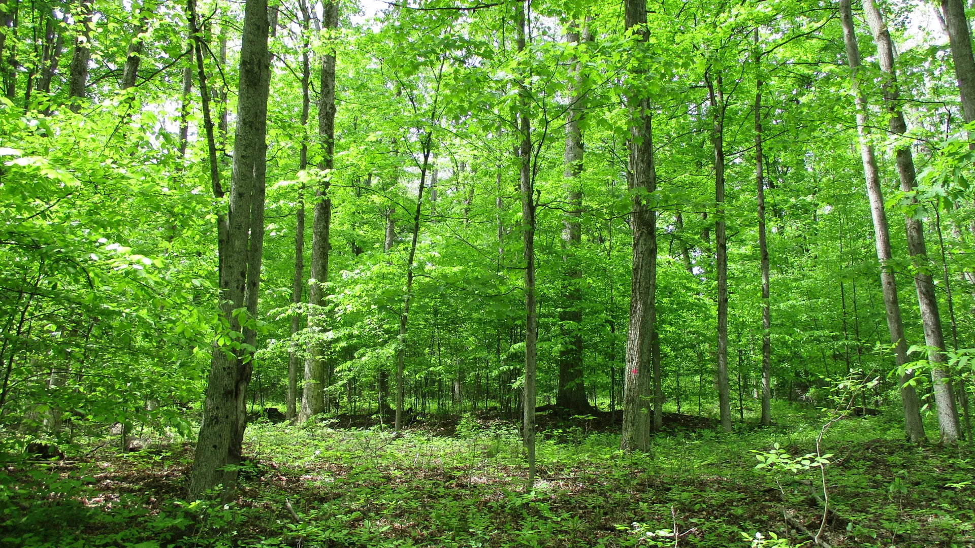 Property at Union Valley Road, Hinsdale, NY 14743 24