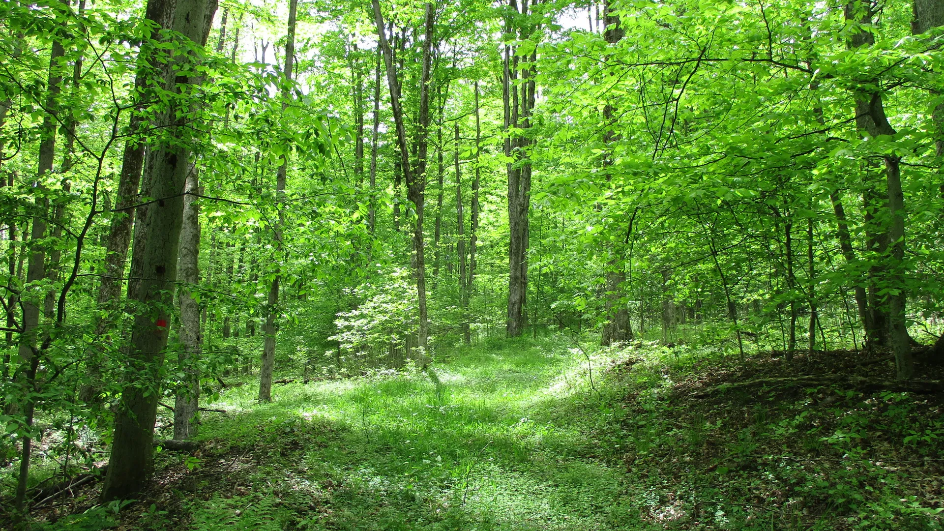 Property at Union Valley Road, Hinsdale, NY 14743 25