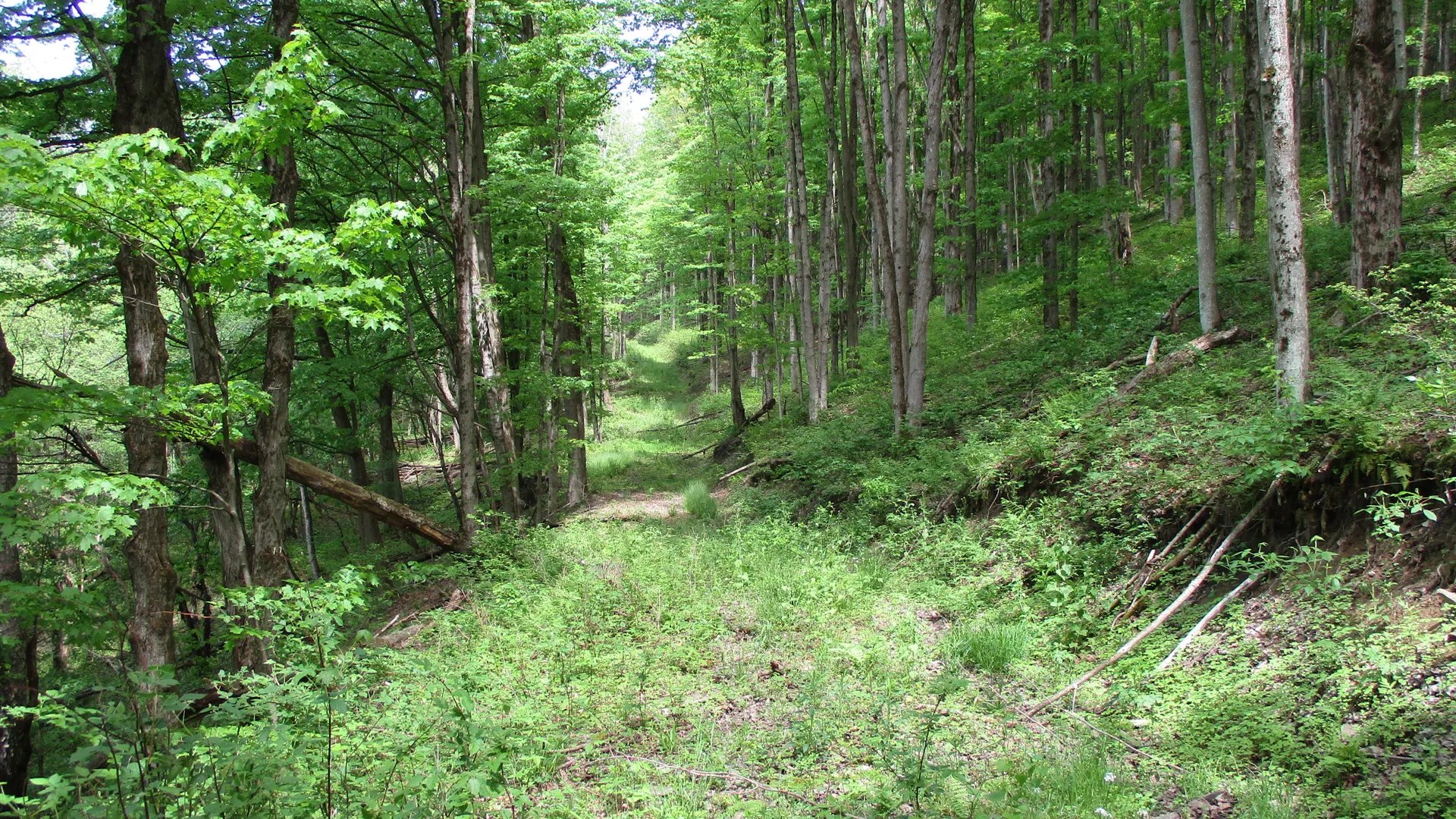 Property at Union Valley Road, Hinsdale, NY 14743 27