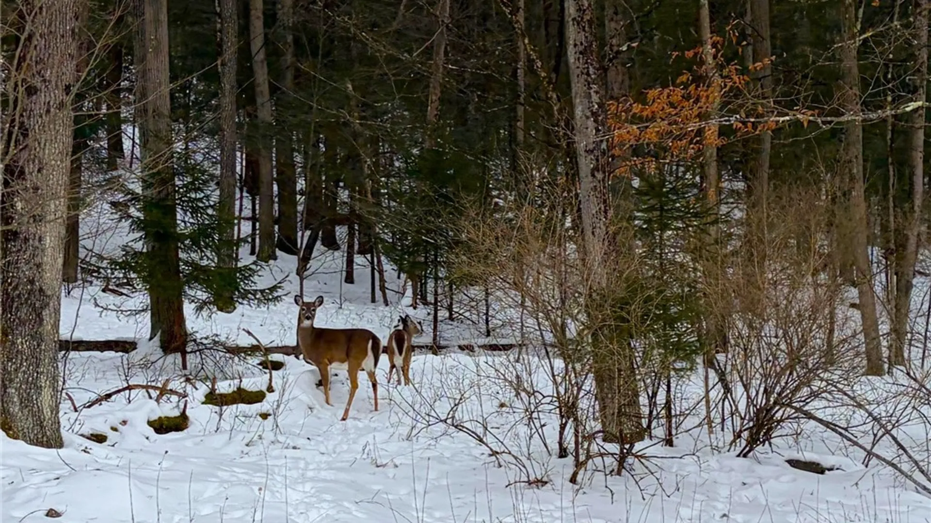 Property at 2213 Brown Hollow Road, Corning, NY 14830 36