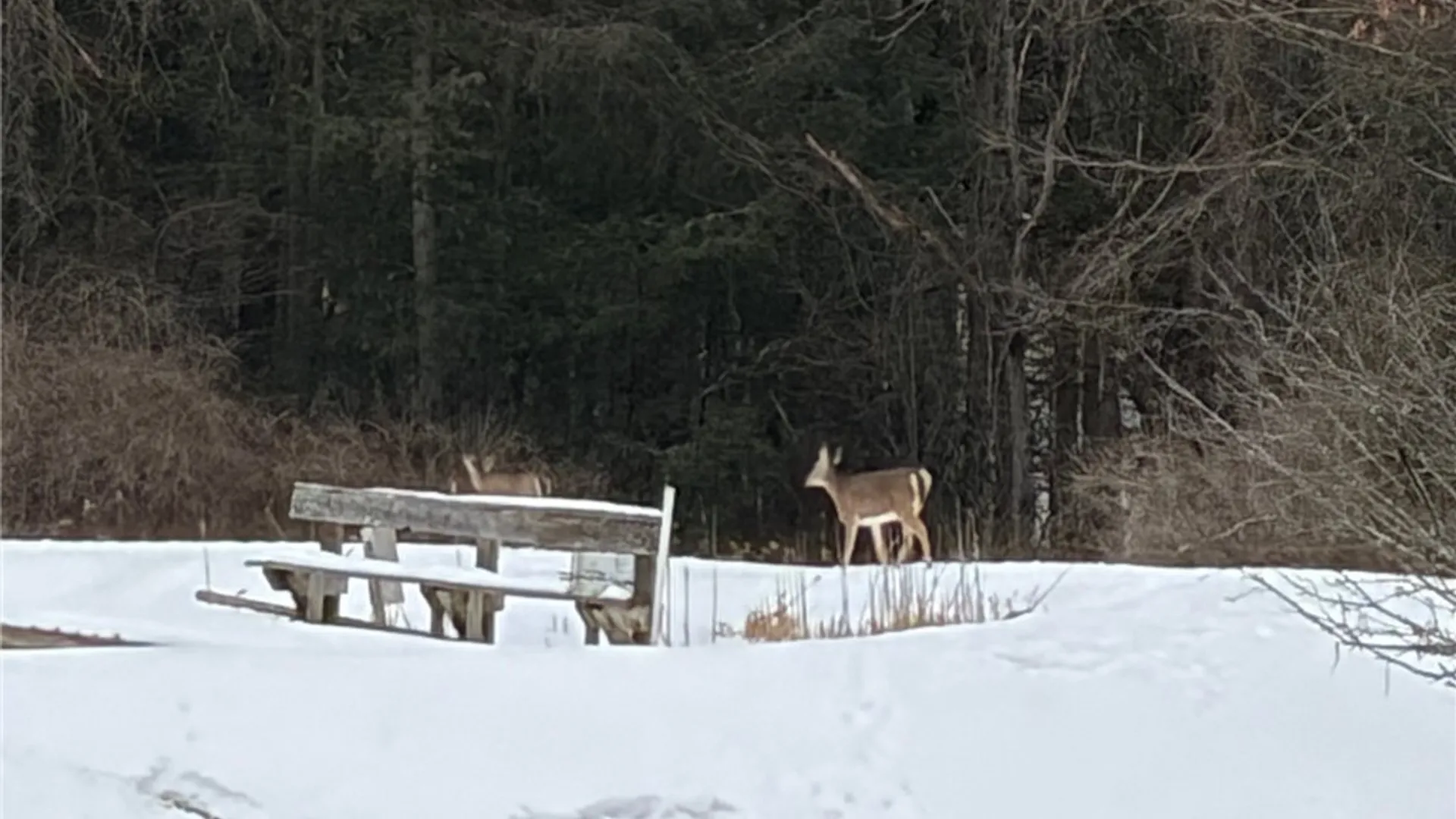 Property at 2213 Brown Hollow Road, Corning, NY 14830 39