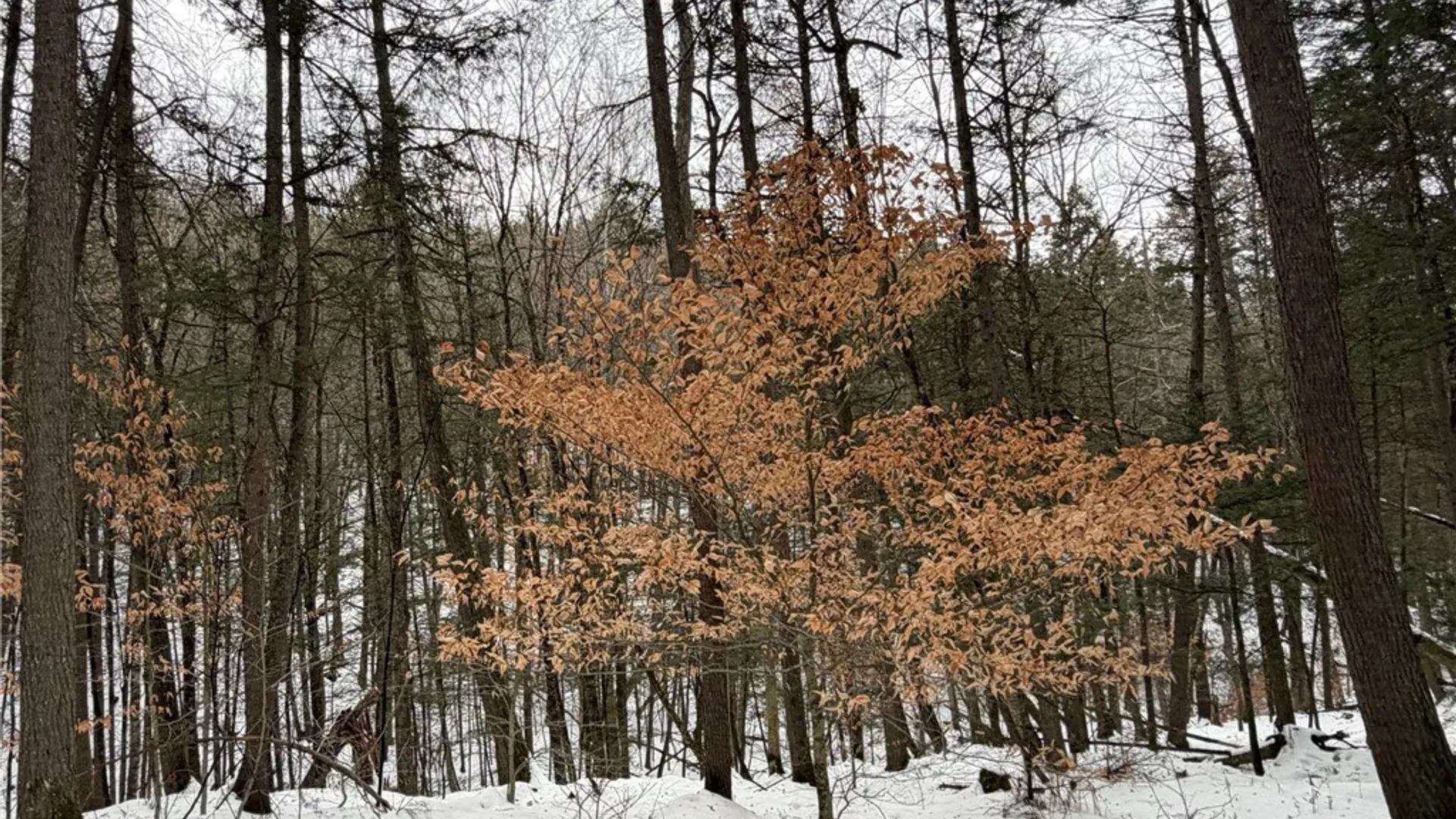 Property at 2213 Brown Hollow Road, Corning, NY 14830 43