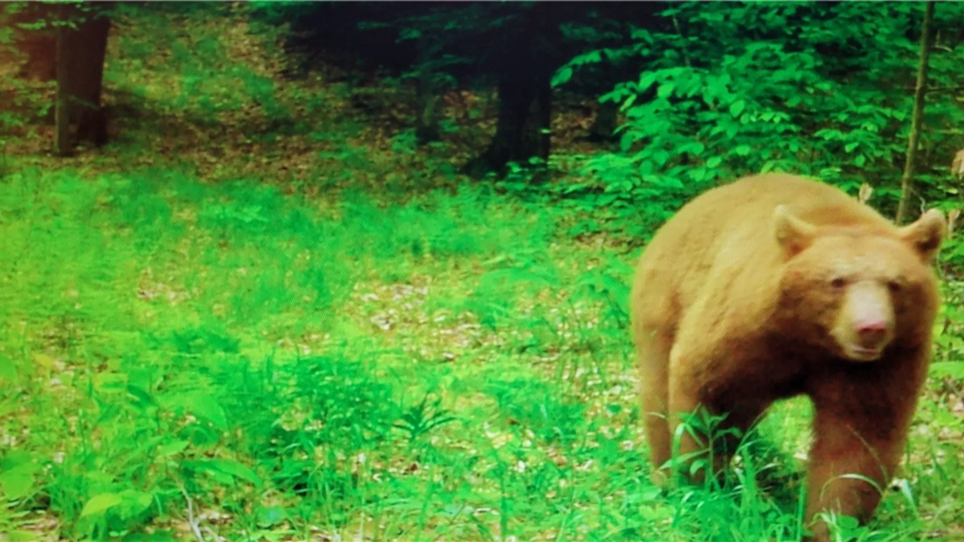 Property at 2213 Brown Hollow Road, Corning, NY 14830 44