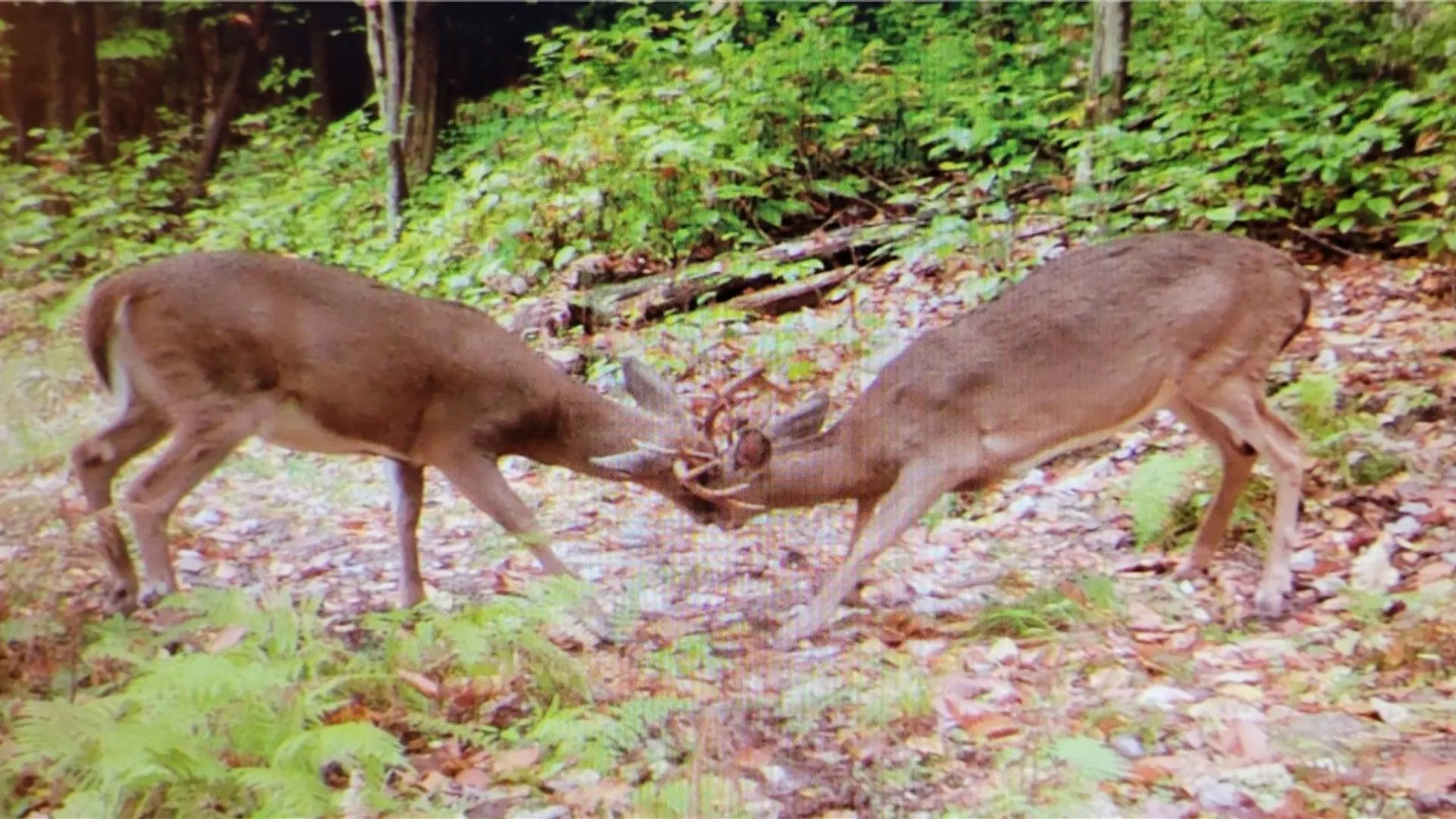 Property at 2213 Brown Hollow Road, Corning, NY 14830 45