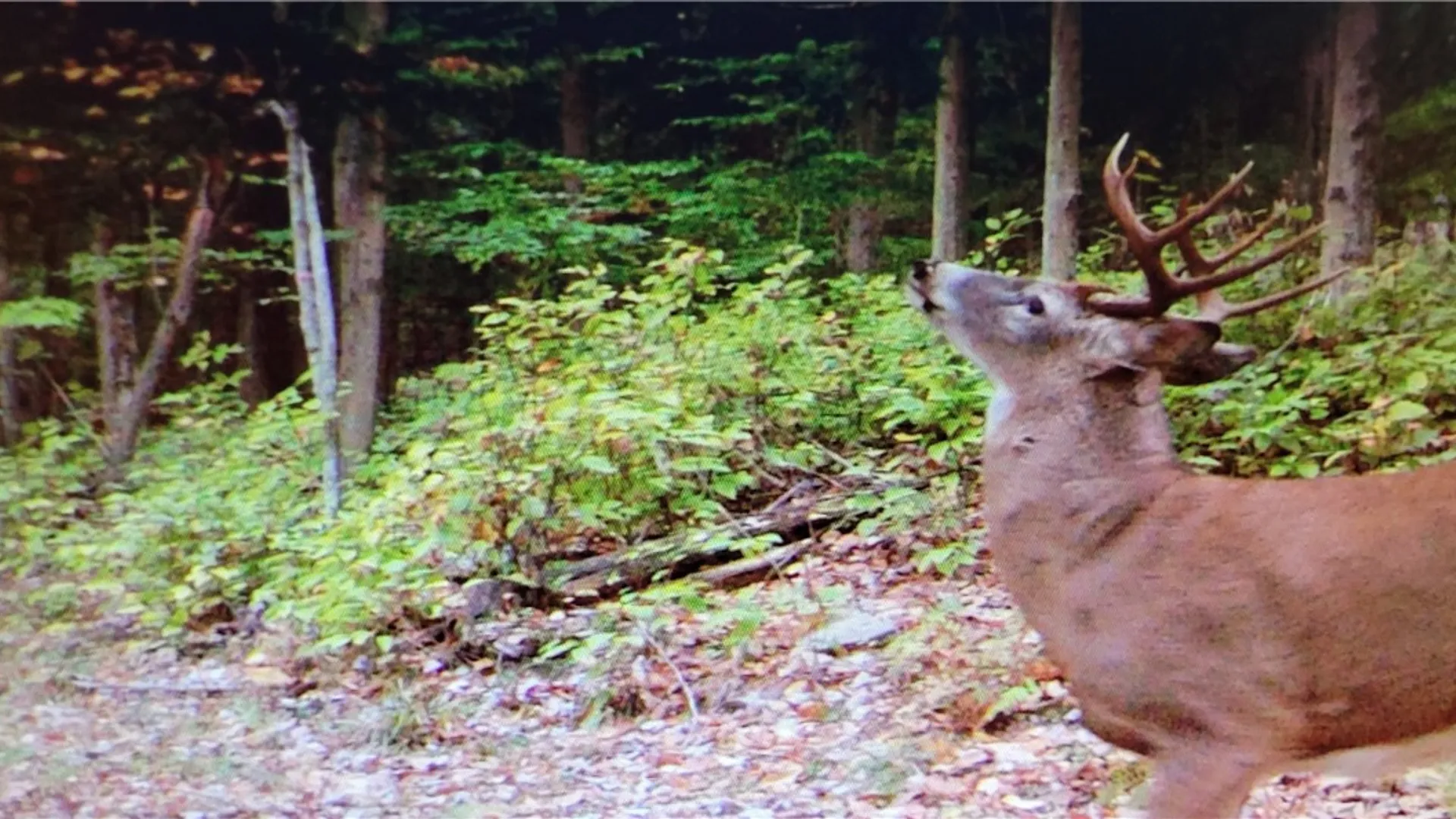 Property at 2213 Brown Hollow Road, Corning, NY 14830 46