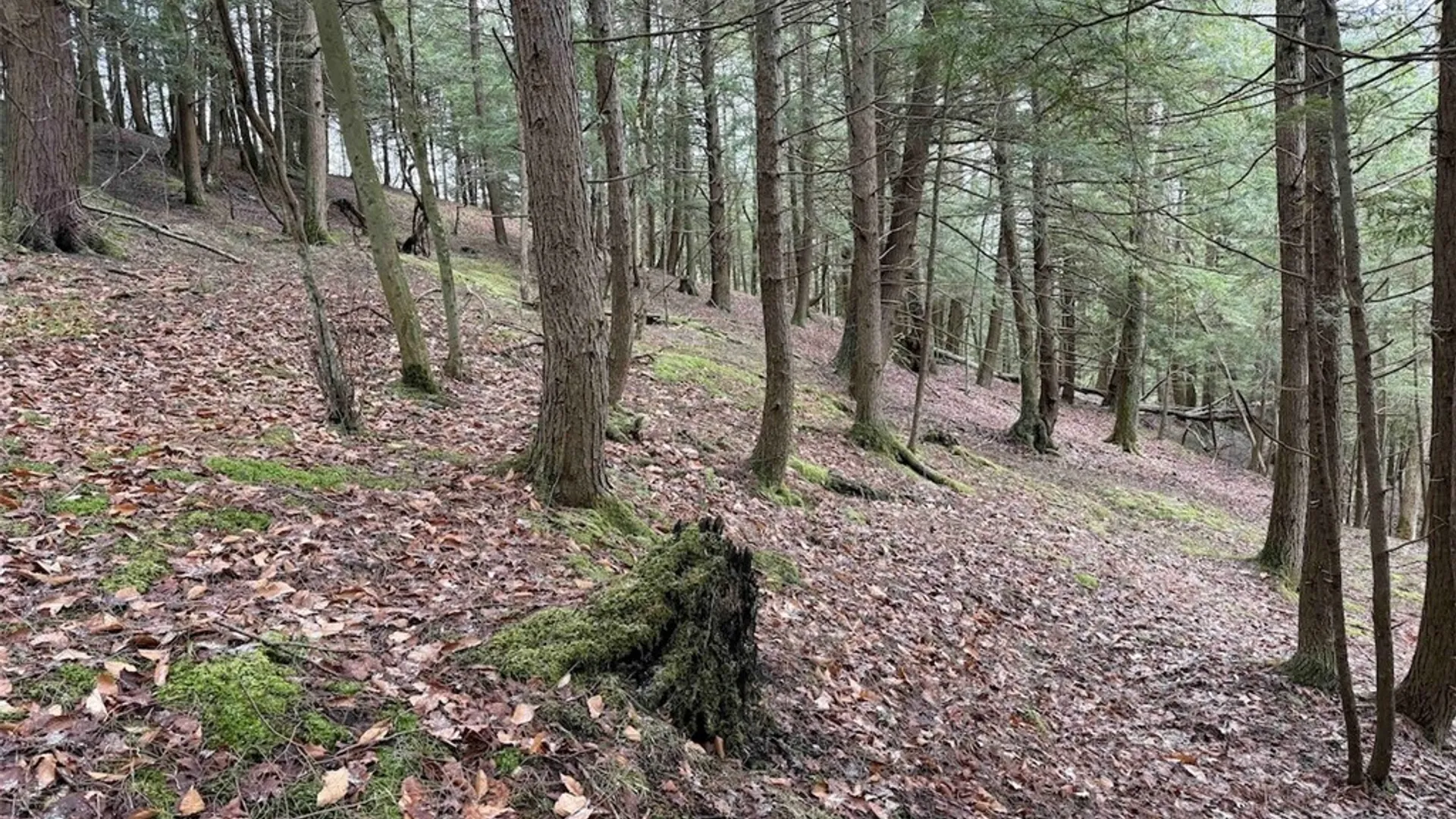 Property at Emerson Road, Ashford, NY 14171 19