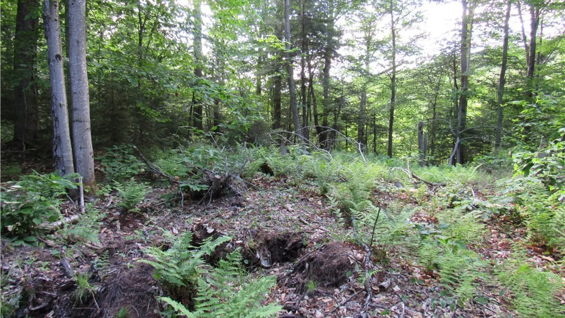 Property at State Route 28, Webb, NY 13420 6
