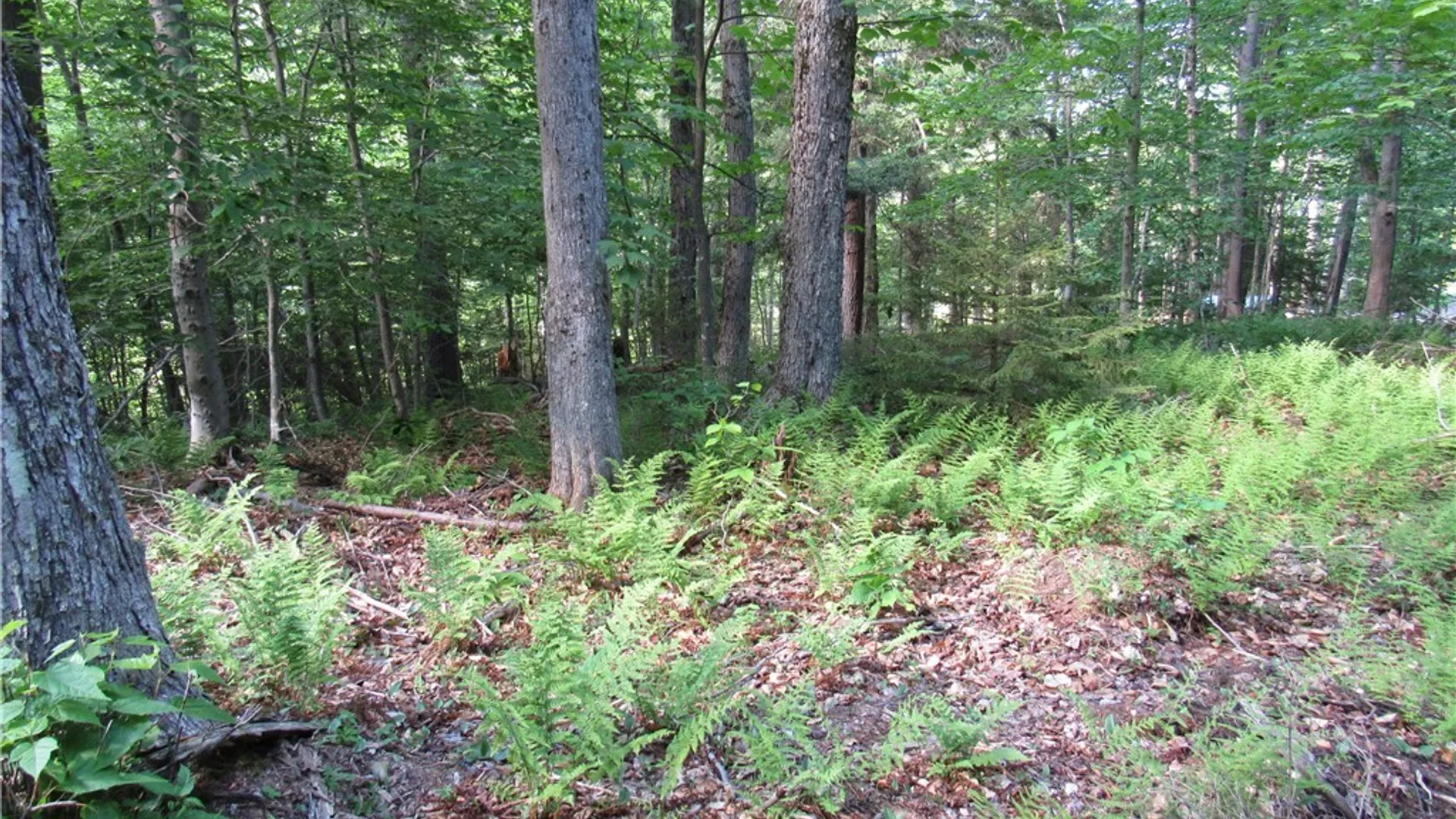 Property at State Route 28, Webb, NY 13420 7