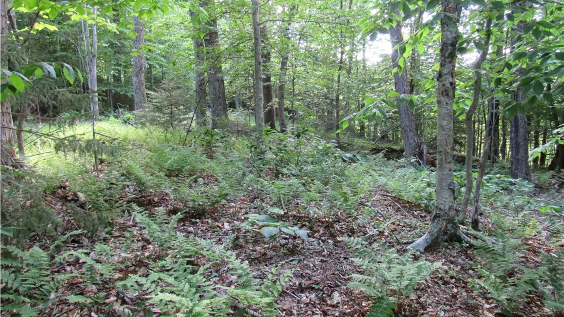 Property at State Route 28, Webb, NY 13420 8