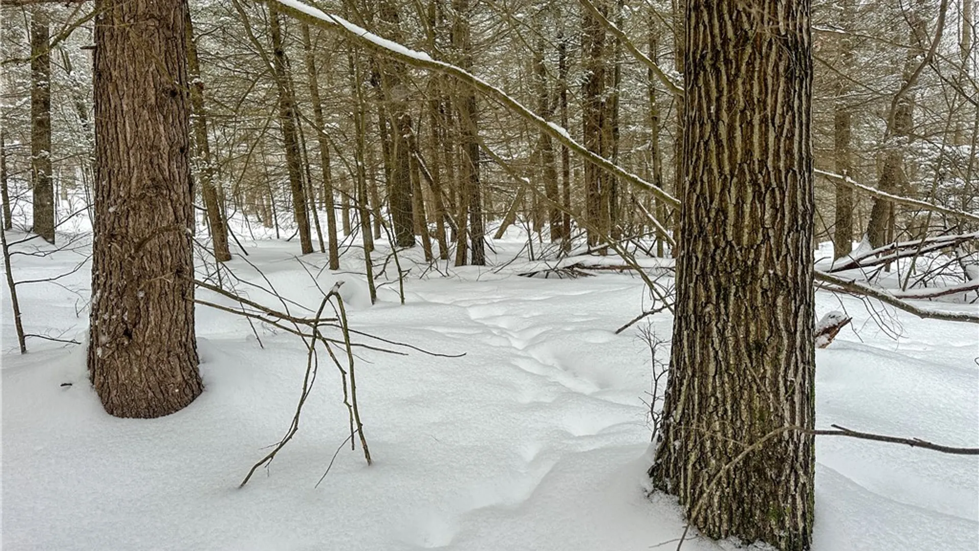 Property at Buffalo Street, Wayland, NY 14572 14