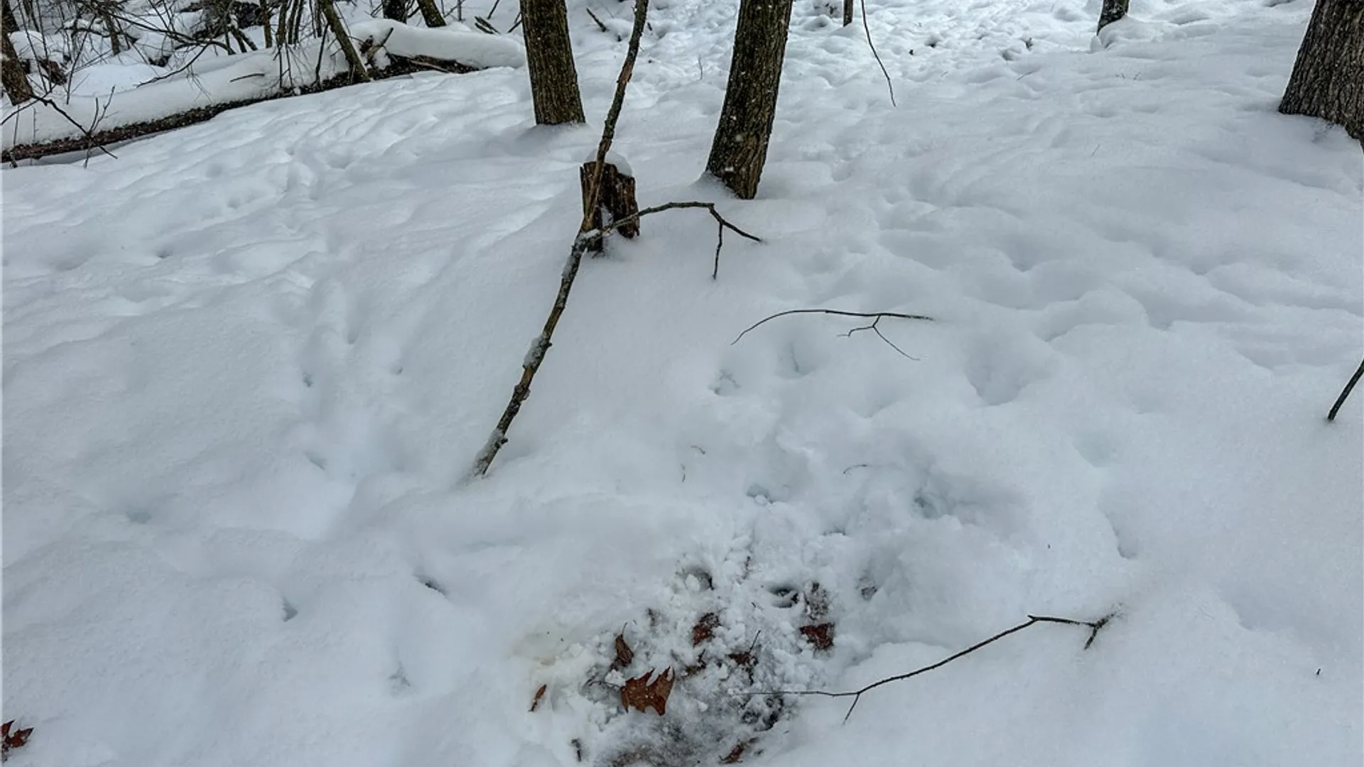 Property at Buffalo Street, Wayland, NY 14572 7