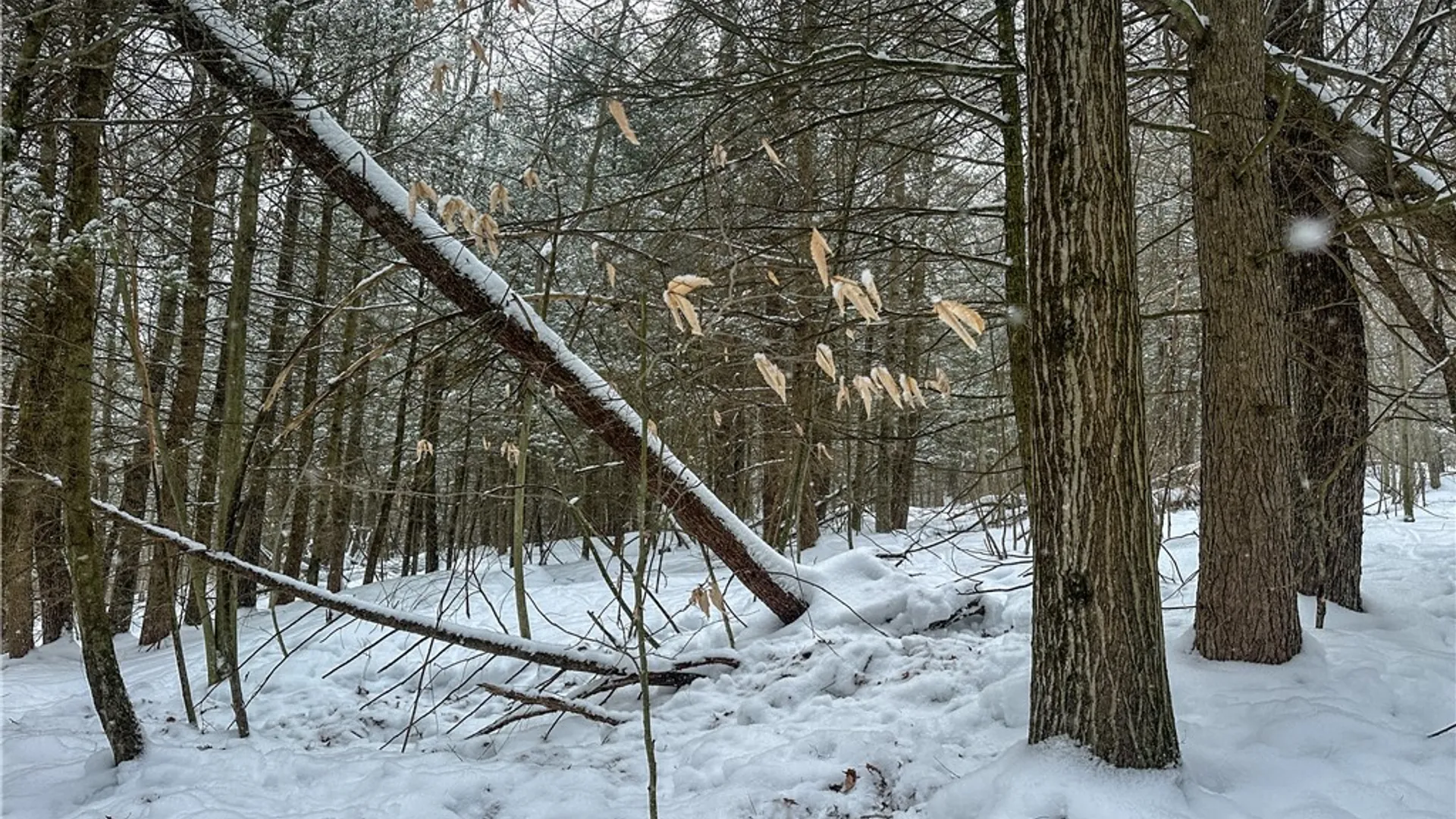 Property at Buffalo Street, Wayland, NY 14572 9