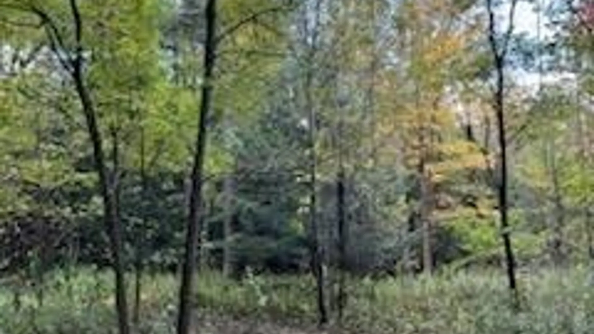 Property at 2552 Butts Road, North Harmony, NY 14710 2