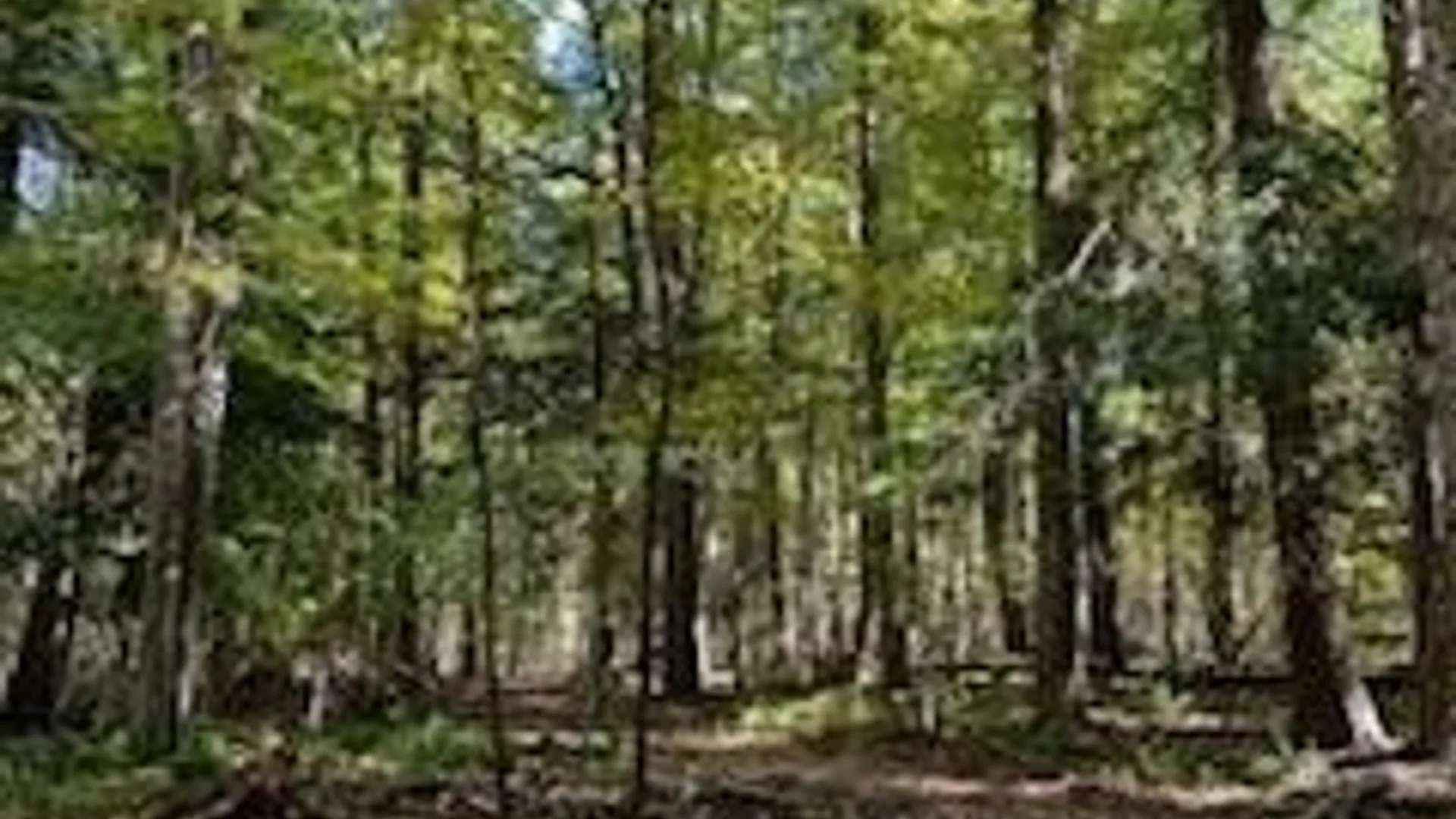 Property at 2552 Butts Road, North Harmony, NY 14710 4