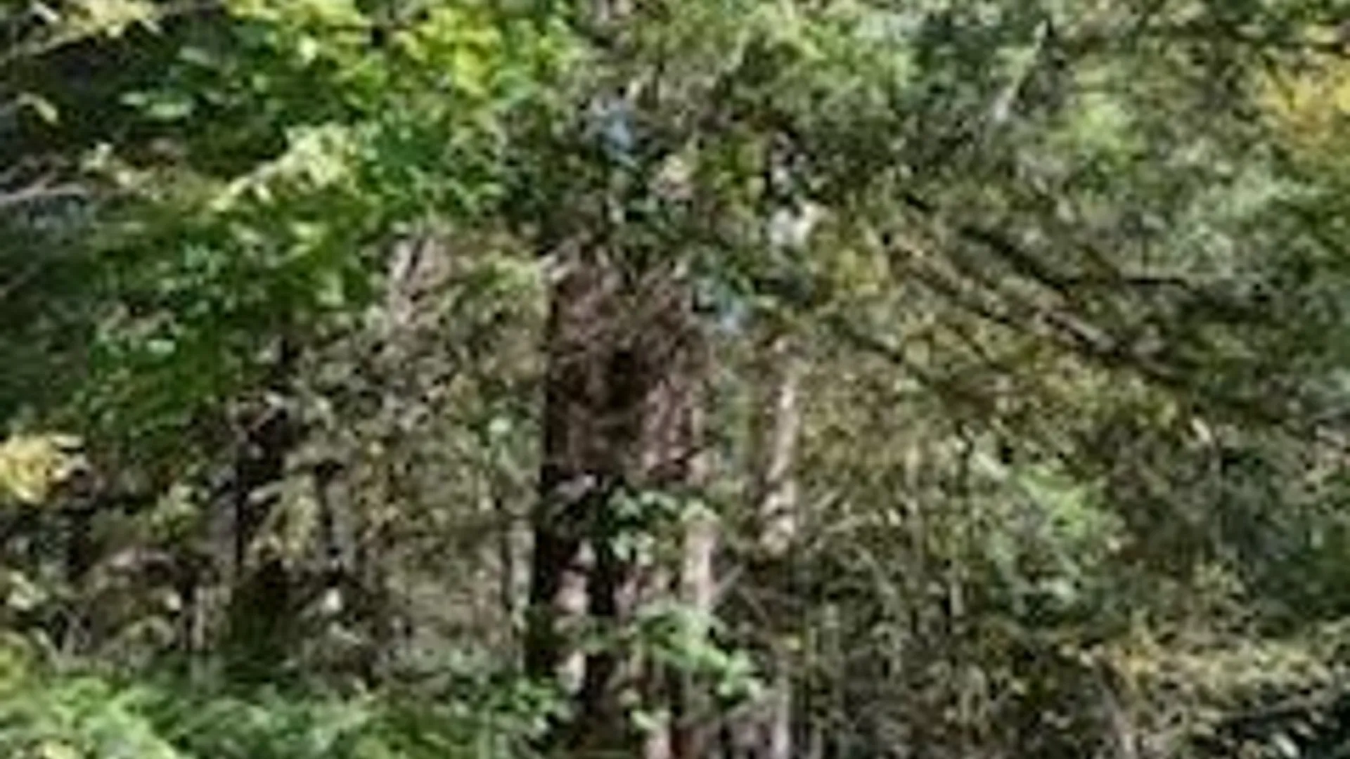 Property at 2552 Butts Road, North Harmony, NY 14710 5