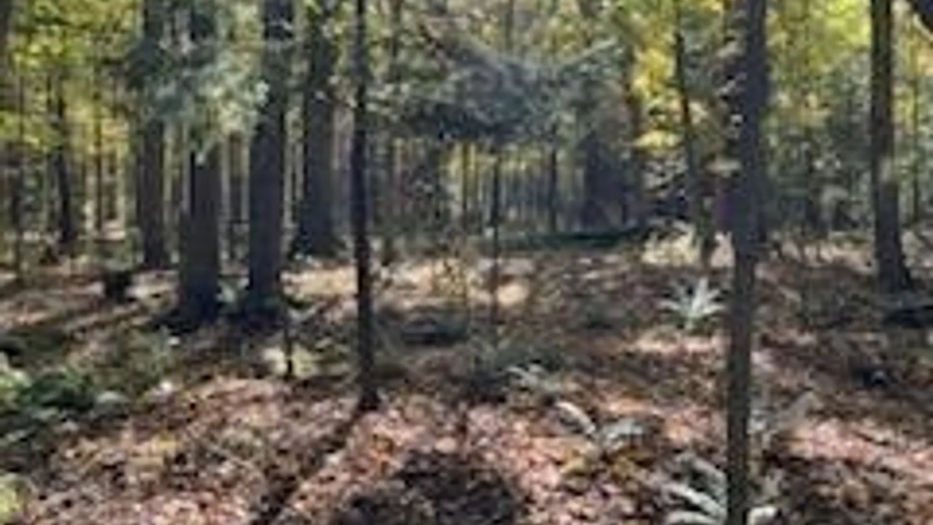 Property at 2552 Butts Road, North Harmony, NY 14710 6