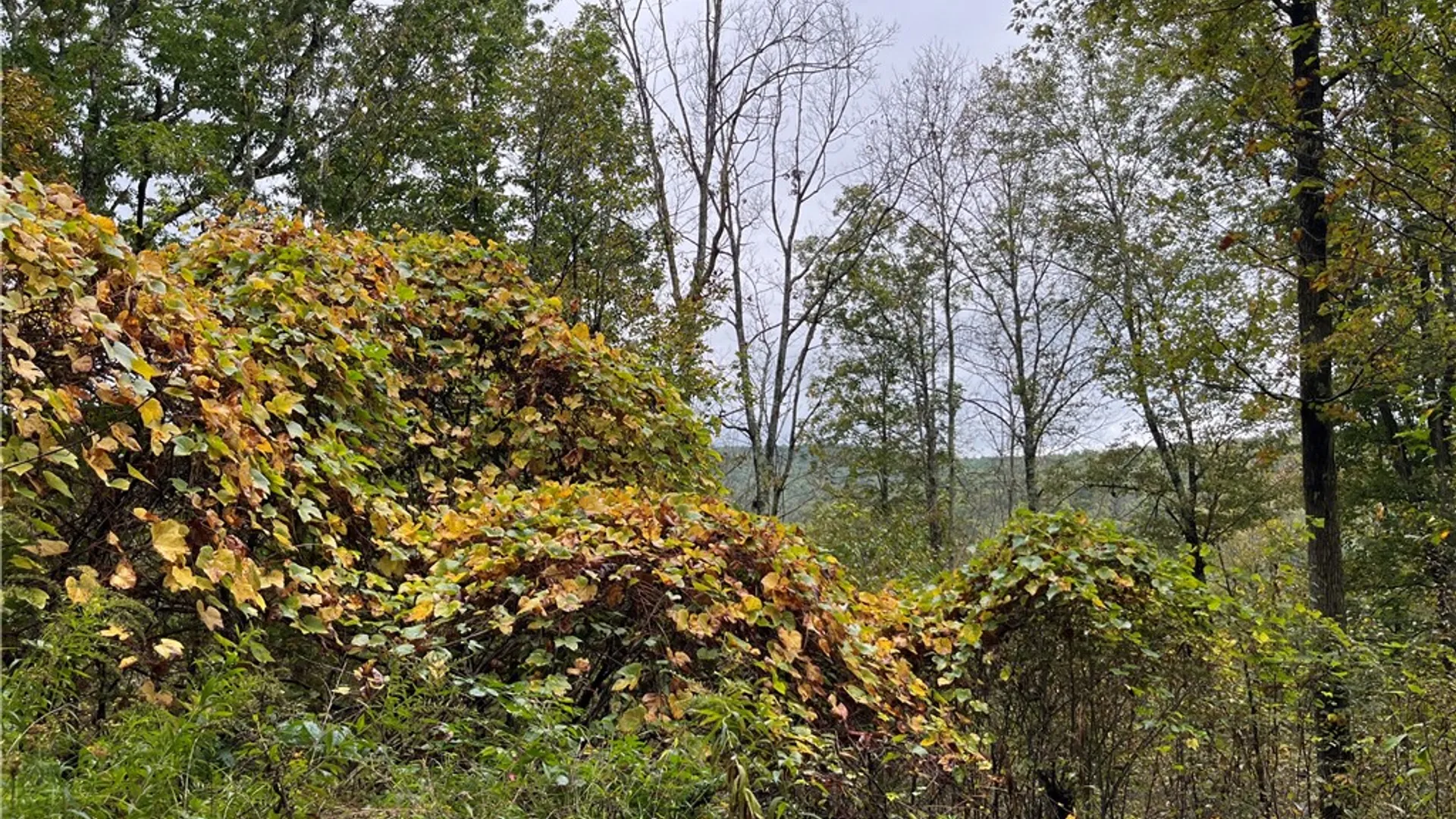 Property at State Route 34, Barton, NY 13734 25