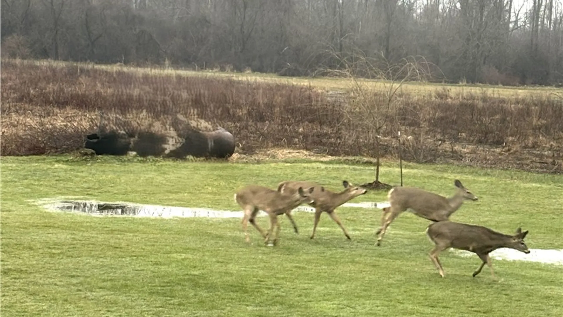 Property at 11046 W Scott Road, Ridgeway, NY 14103 36