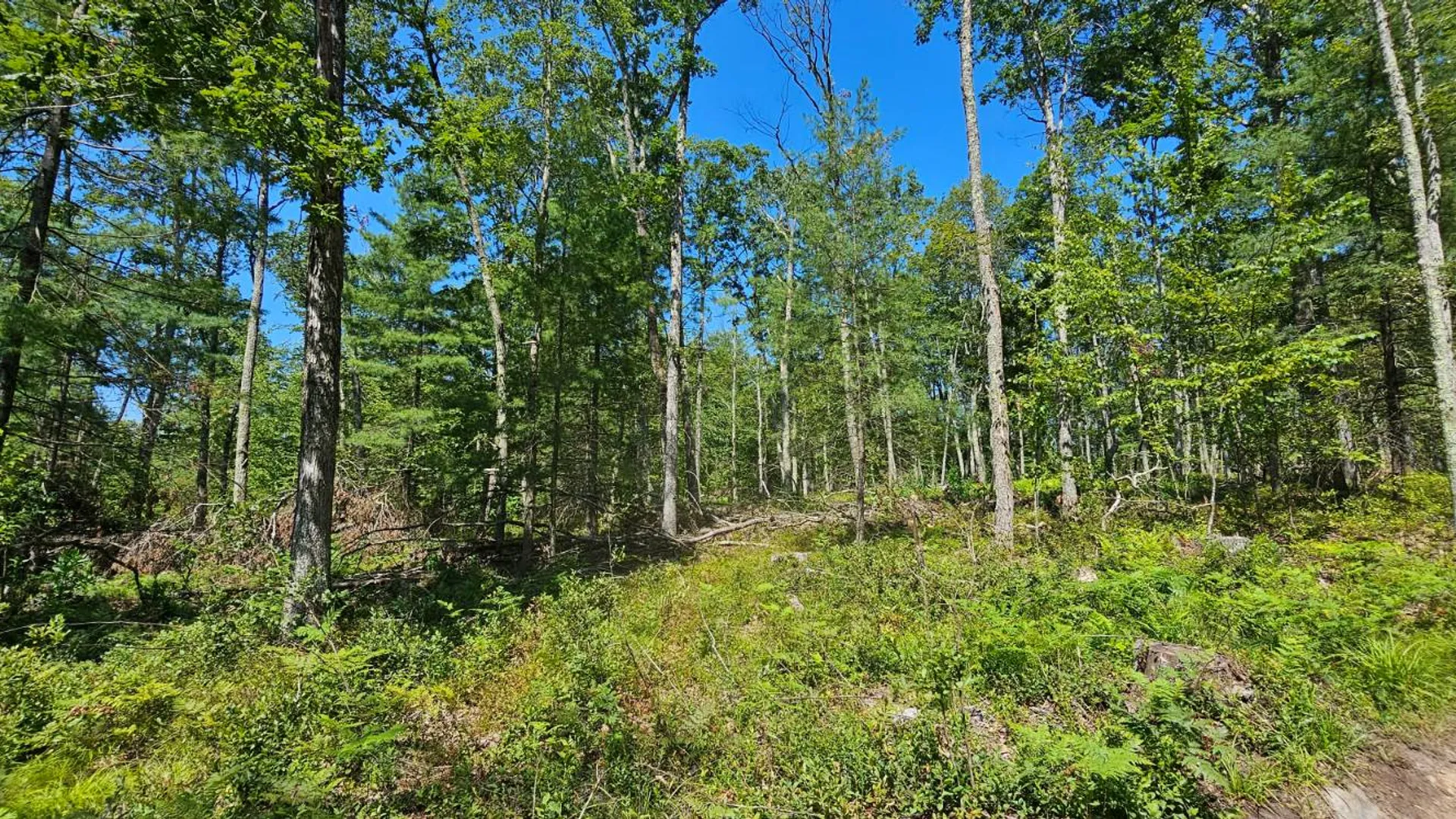 Property at Lot 8.1 Eckes Road, Narrowsburg, NY 12764 12