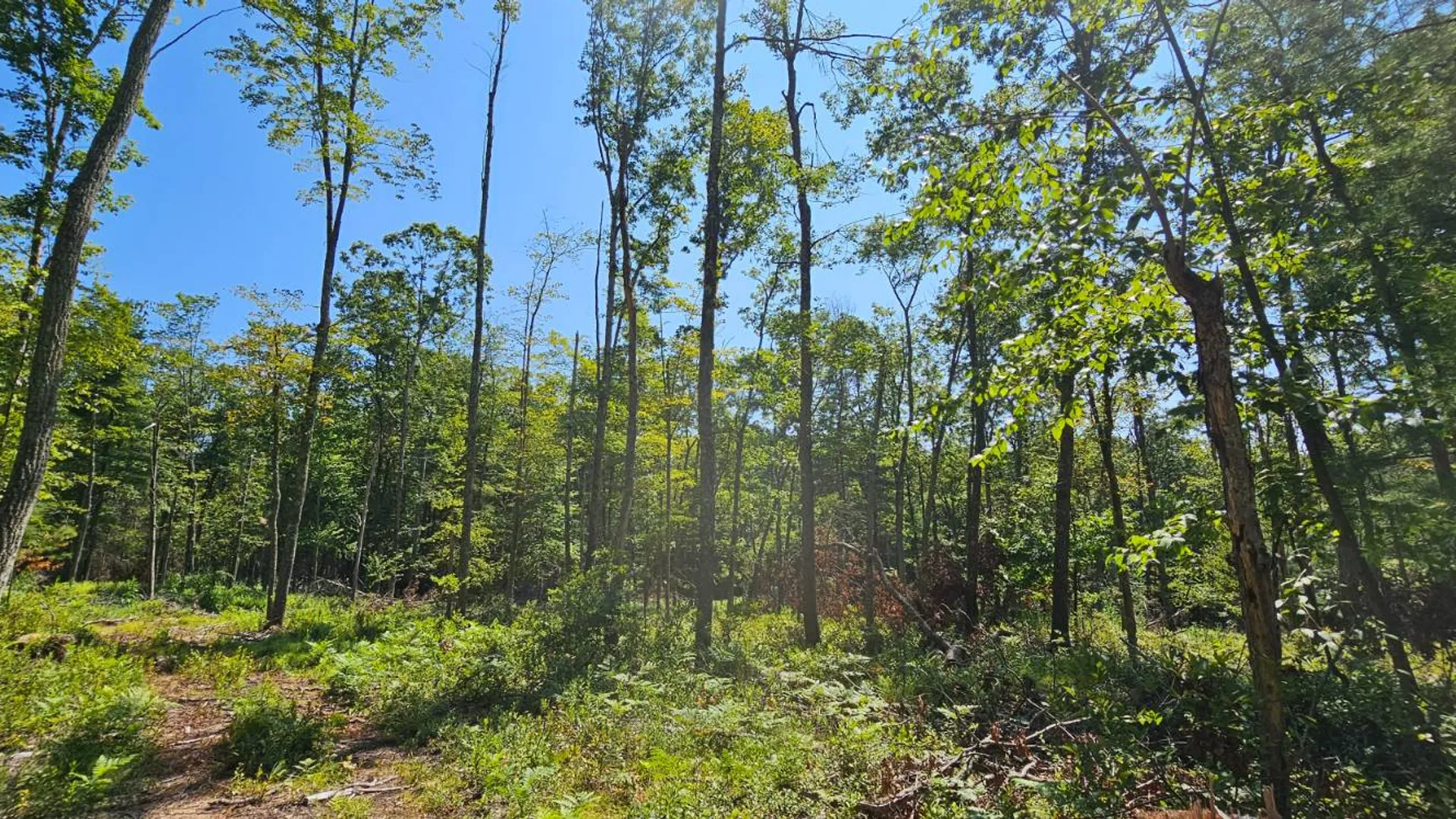 Property at Lot 8.1 Eckes Road, Narrowsburg, NY 12764 13