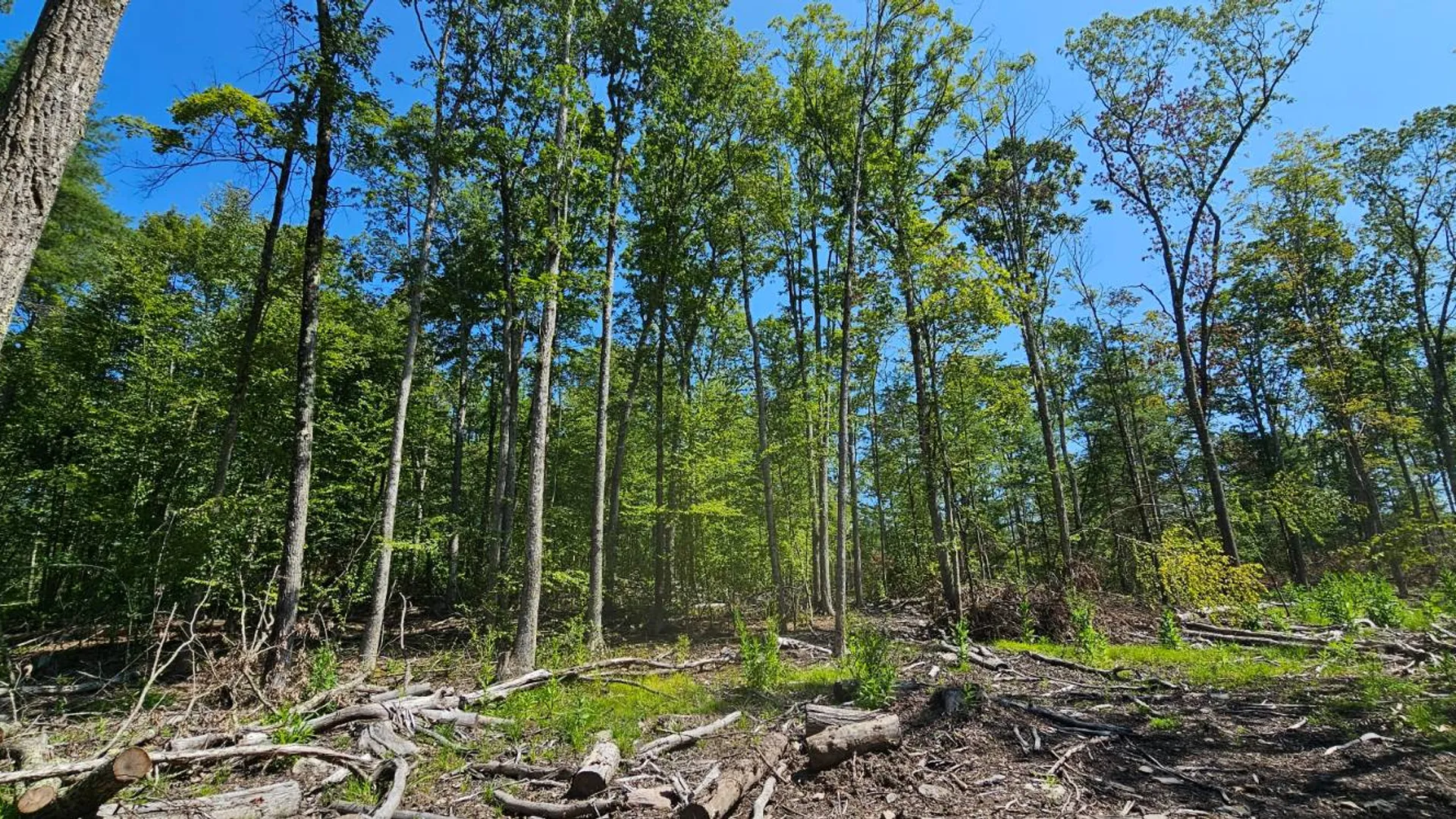 Property at Lot 8.1 Eckes Road, Narrowsburg, NY 12764 4