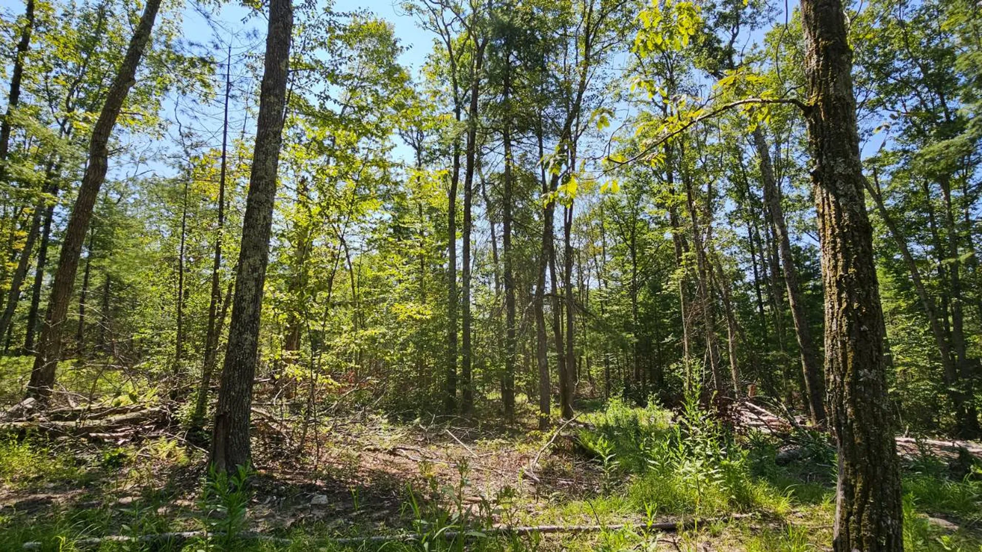 Property at Lot 8.1 Eckes Road, Narrowsburg, NY 12764 5