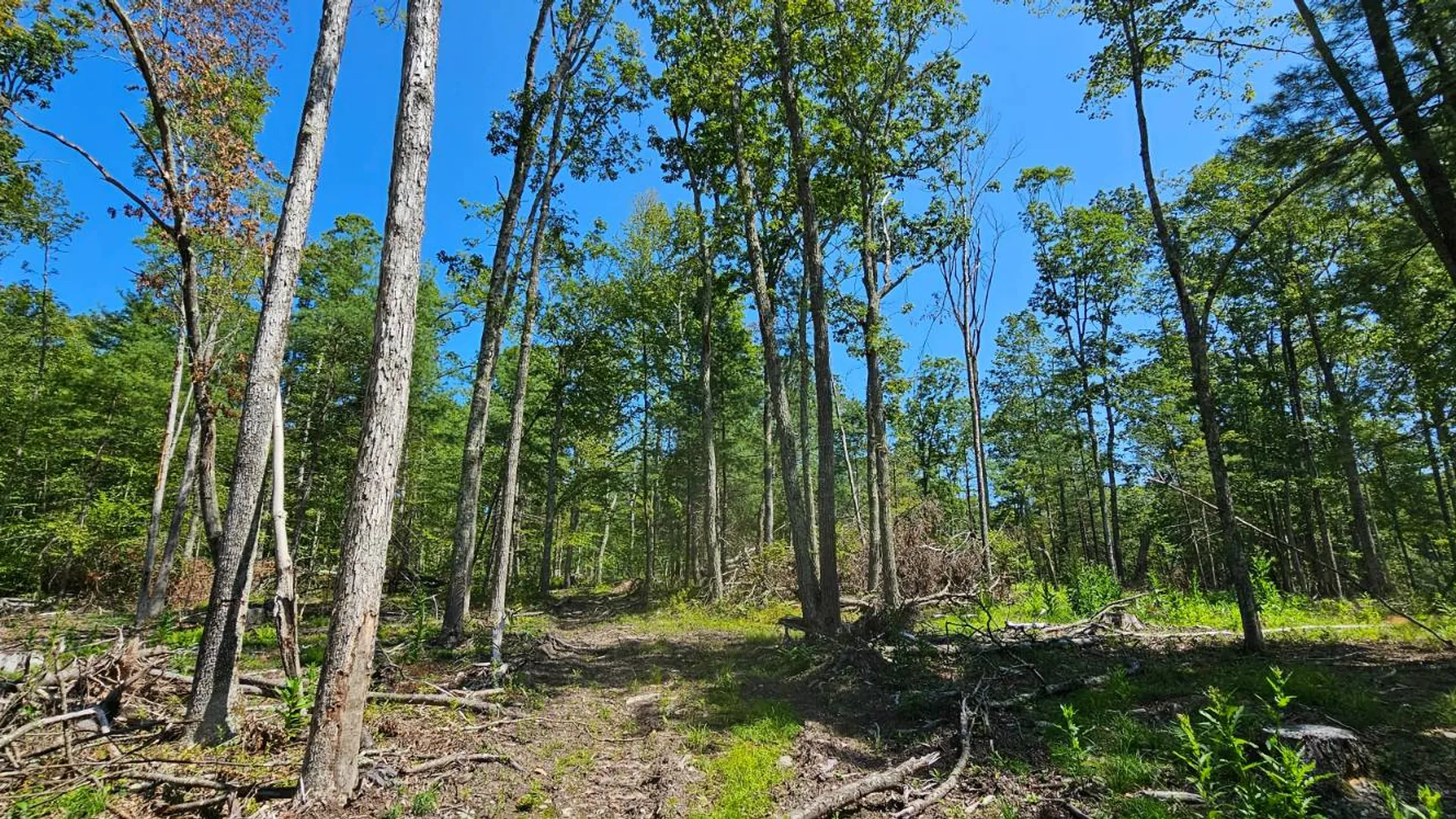 Property at Lot 8.1 Eckes Road, Narrowsburg, NY 12764 7