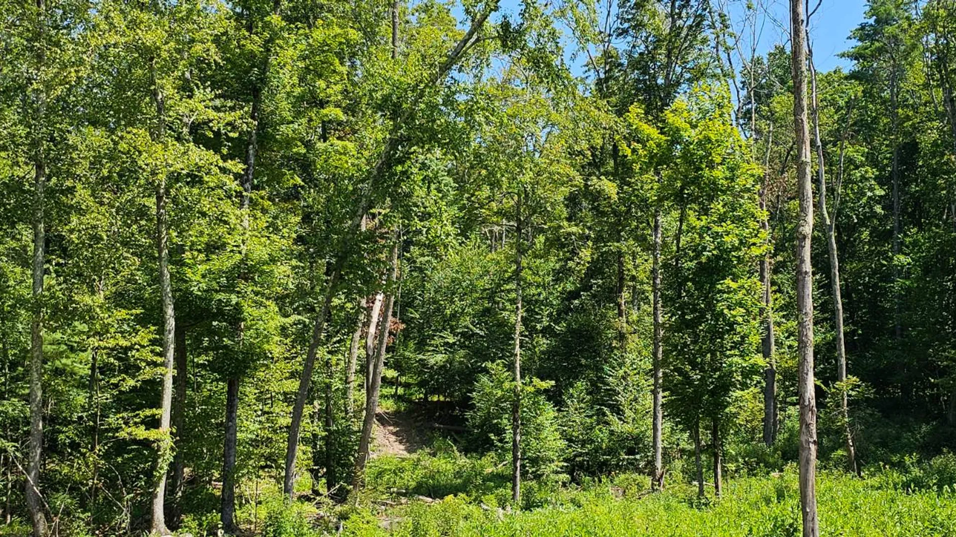 Property at Lot 50 Deep Hollow Hill Rd, Narrowsburg, NY 12764 20