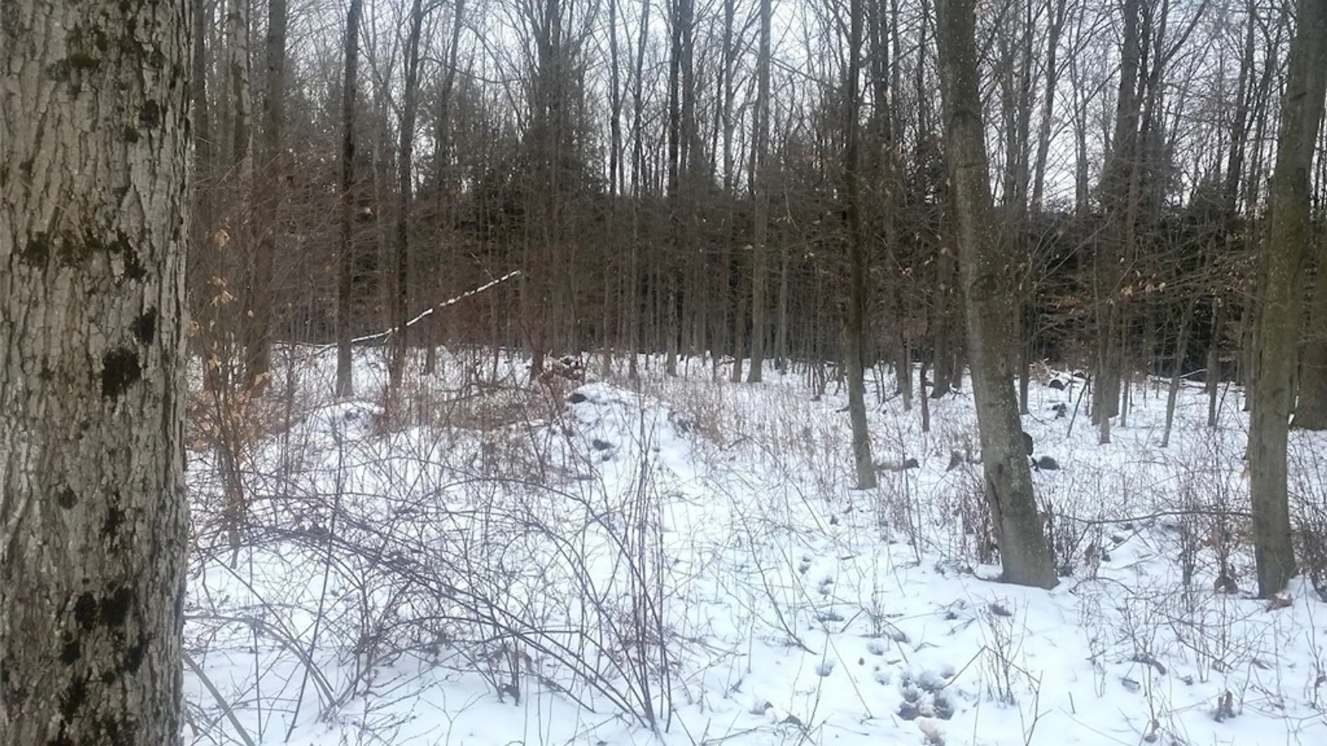 Property at 9382 Redman Road, Allen, NY 14735 10