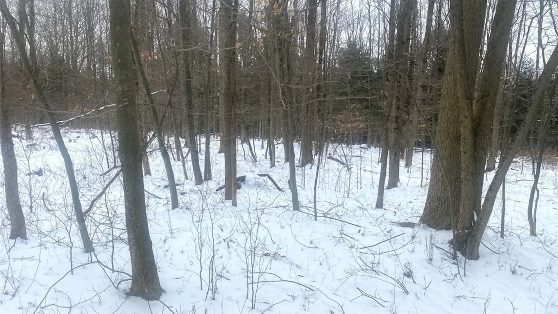 Property at 9382 Redman Road, Allen, NY 14735 11