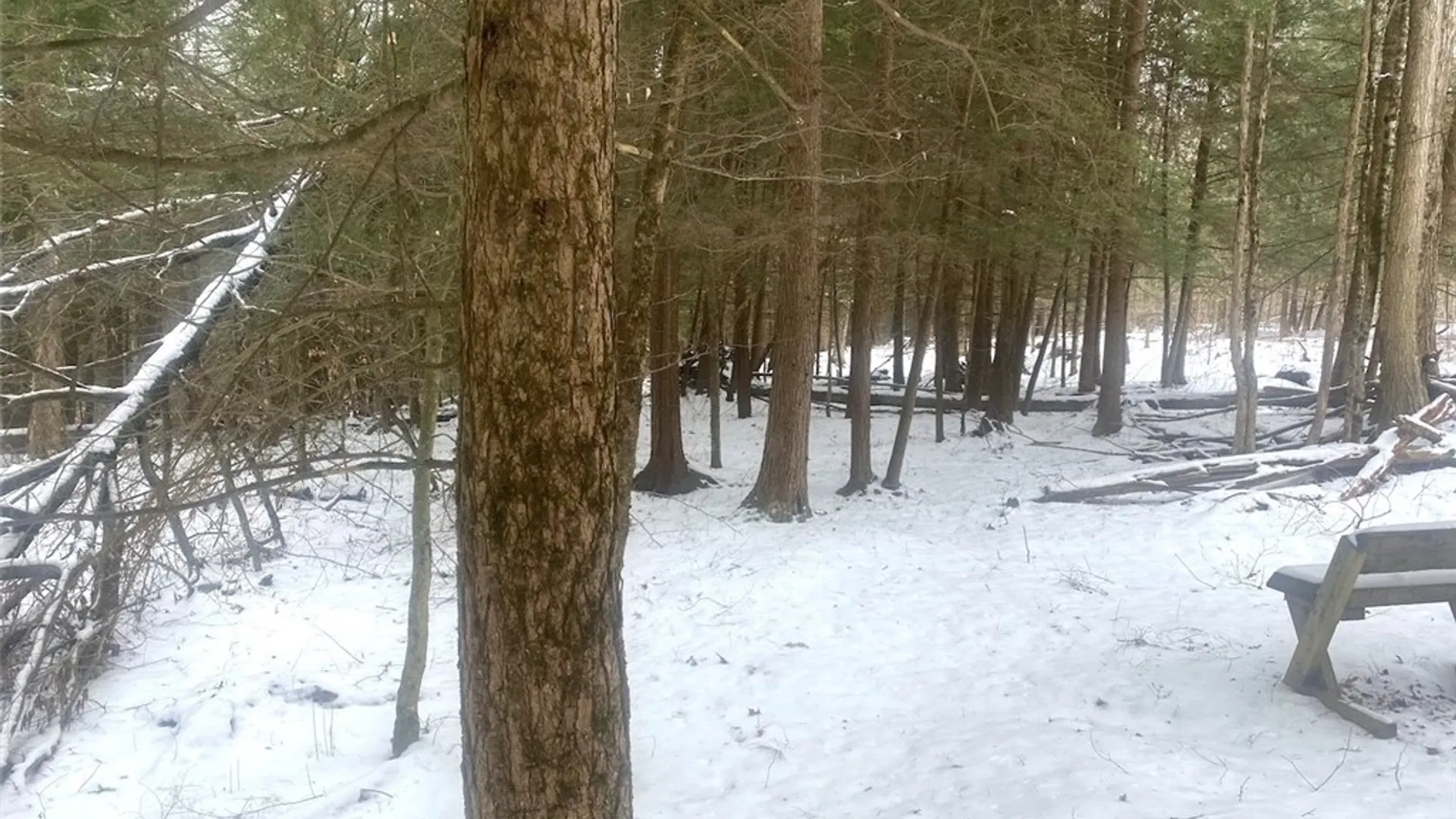 Property at 9382 Redman Road, Allen, NY 14735 14