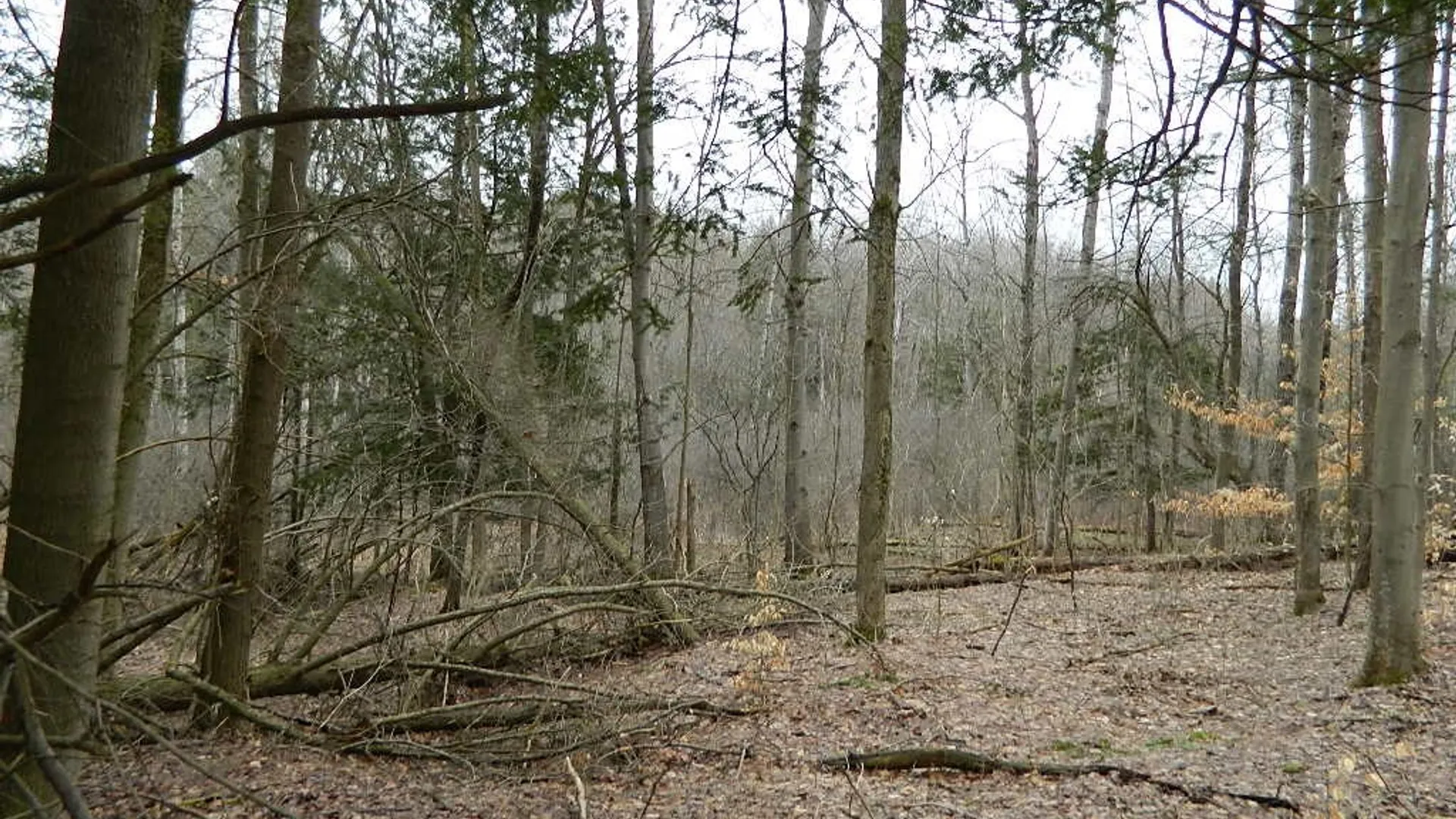 Property at 9999 Olean Road, Holland, NY 14080 10