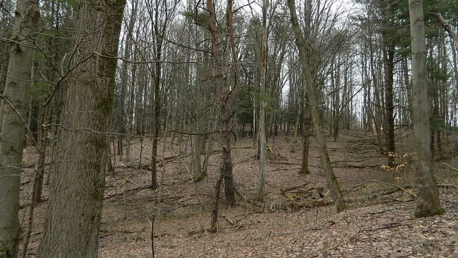 Property at 9999 Olean Road, Holland, NY 14080 12