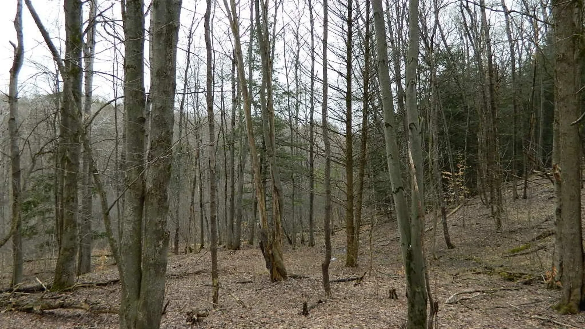 Property at 9999 Olean Road, Holland, NY 14080 13