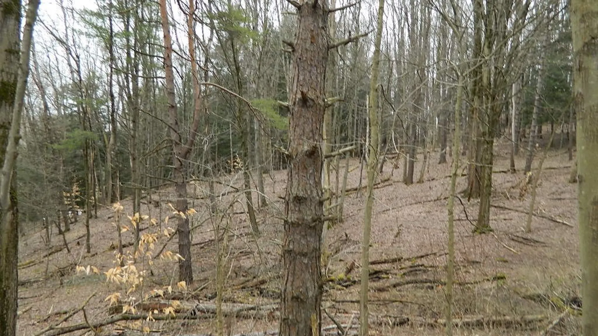 Property at 9999 Olean Road, Holland, NY 14080 14