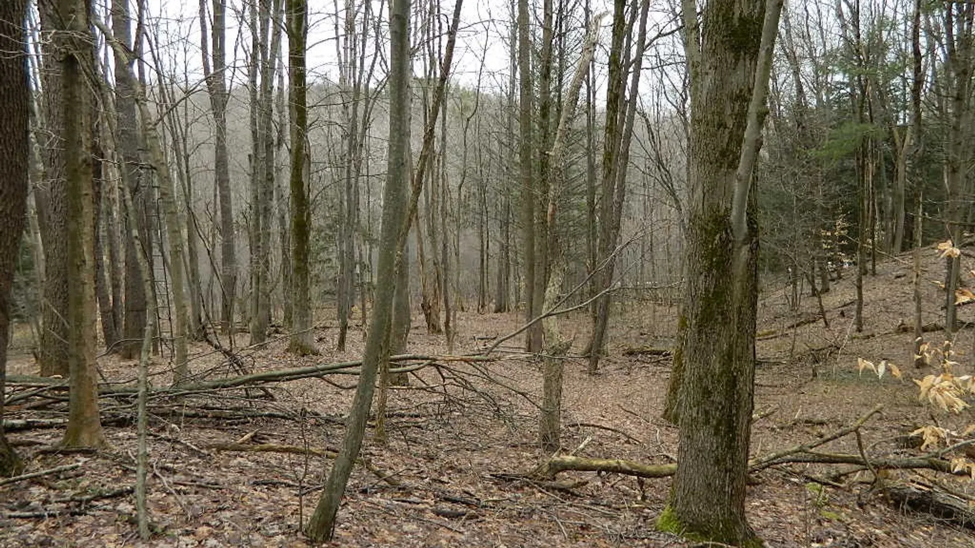 Property at 9999 Olean Road, Holland, NY 14080 15