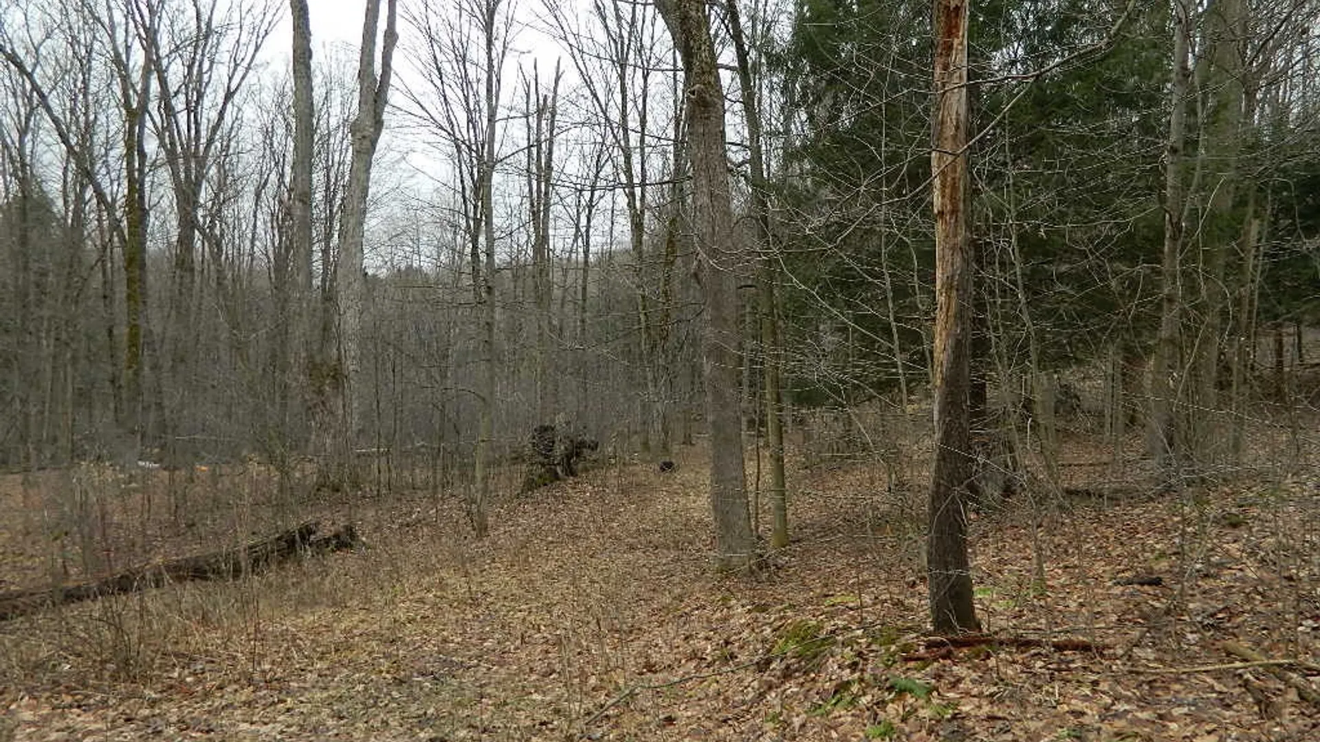 Property at 9999 Olean Road, Holland, NY 14080 6