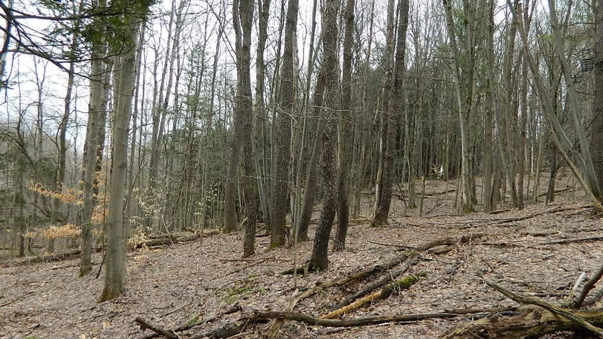 Property at 9999 Olean Road, Holland, NY 14080 9