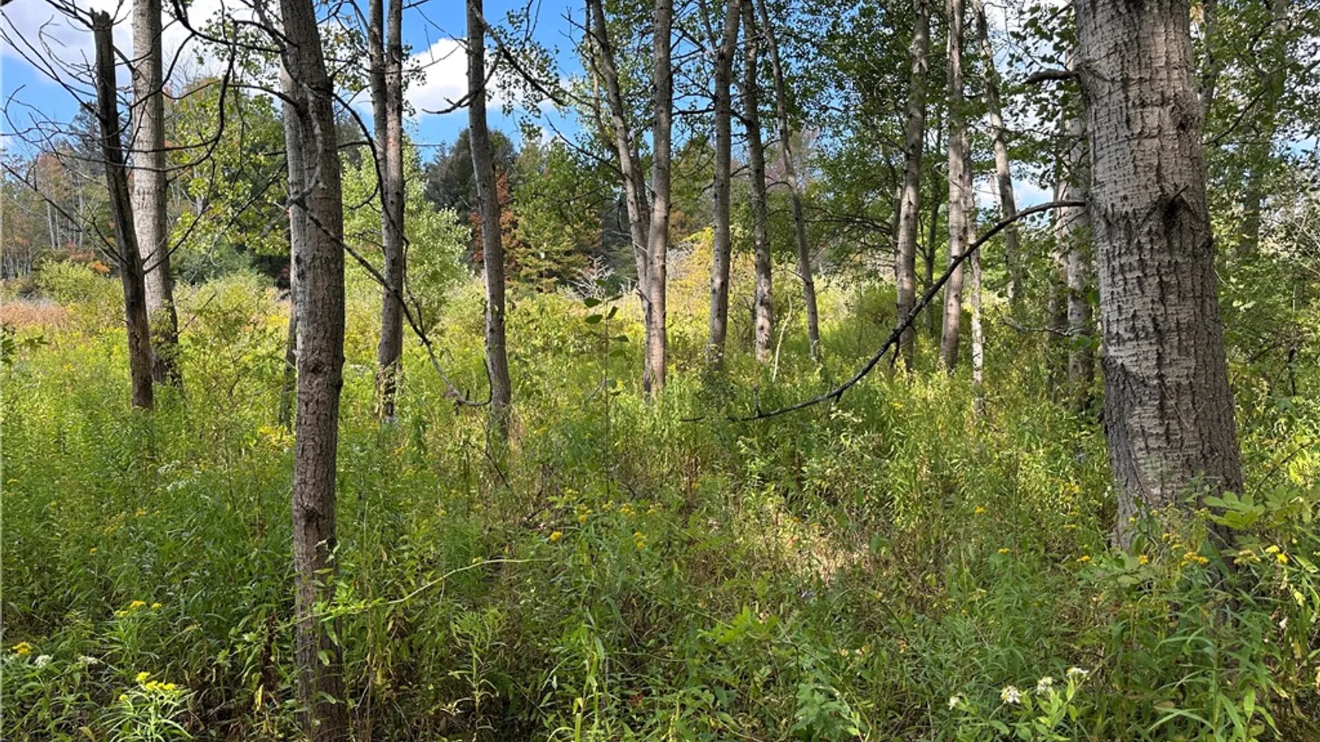 Property at Lot 9 McAndrews Rd, Alfred, NY 14806 16