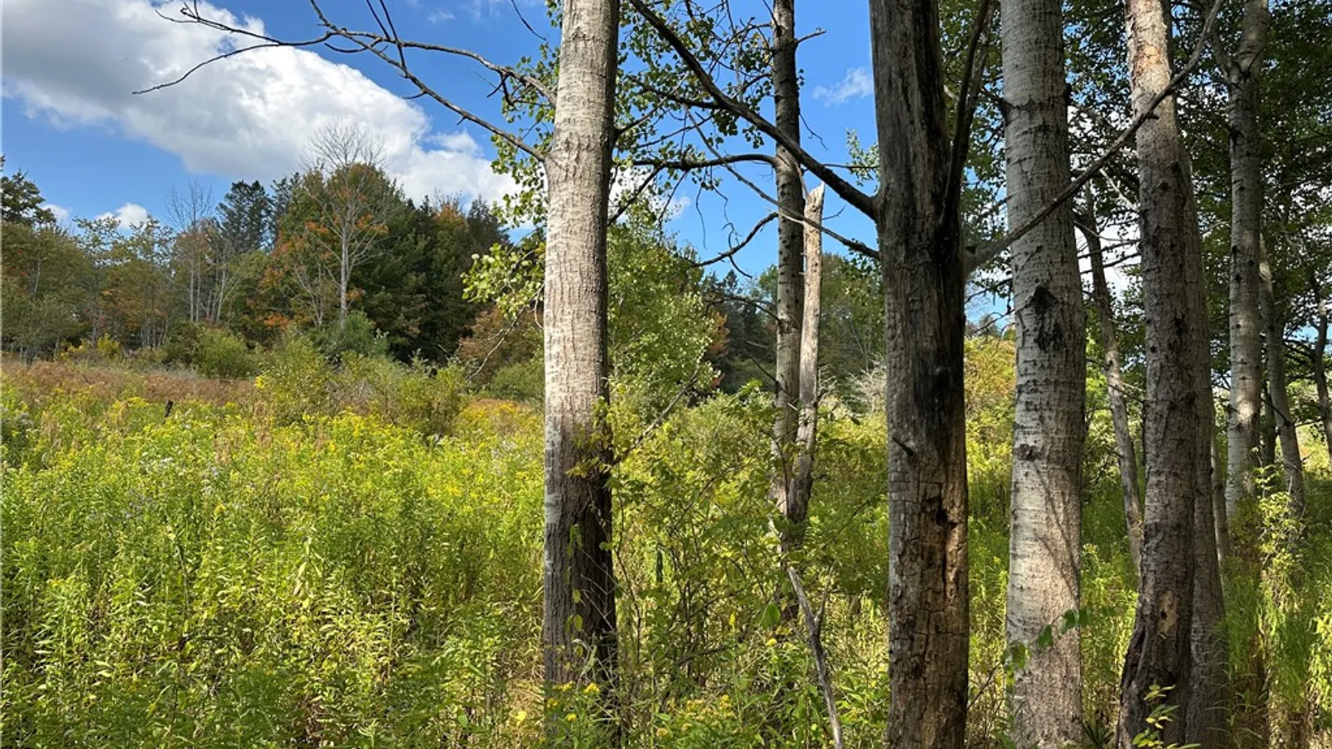Property at Lot 9 McAndrews Rd, Alfred, NY 14806 17