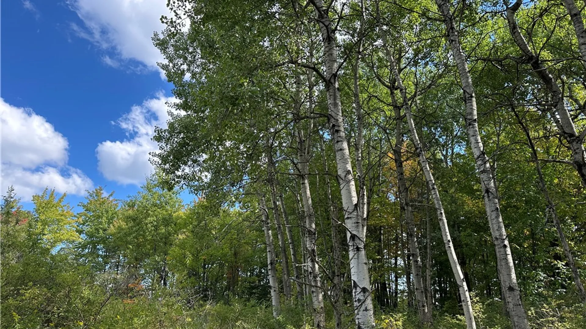 Property at Lot 9 McAndrews Rd, Alfred, NY 14806 3