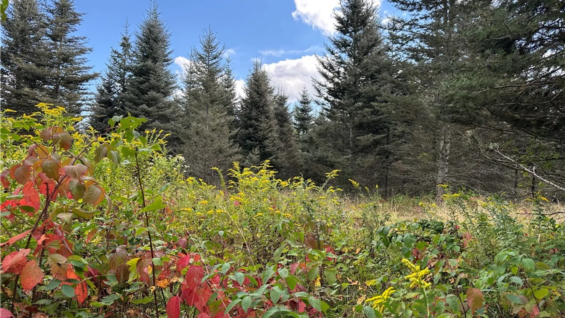 Property at Lot 9 McAndrews Rd, Alfred, NY 14806 7