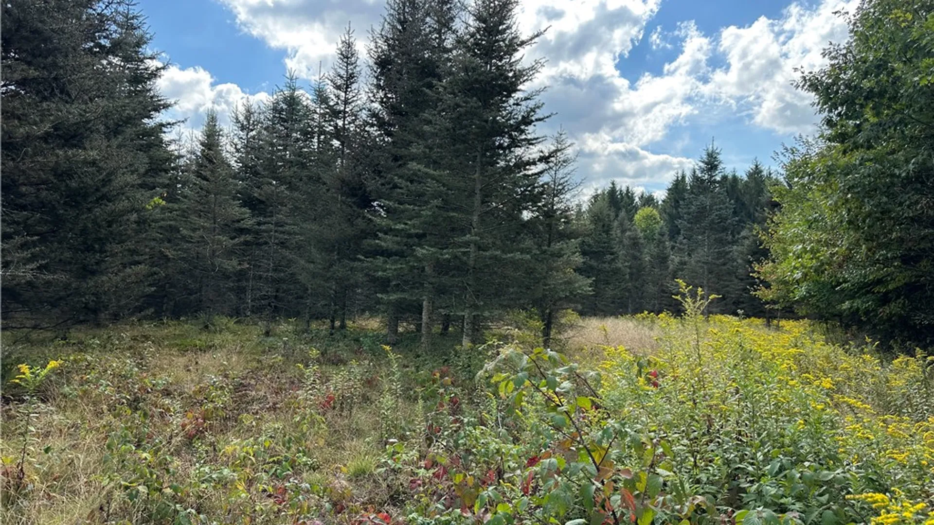 Property at Lot 9 McAndrews Rd, Alfred, NY 14806 9